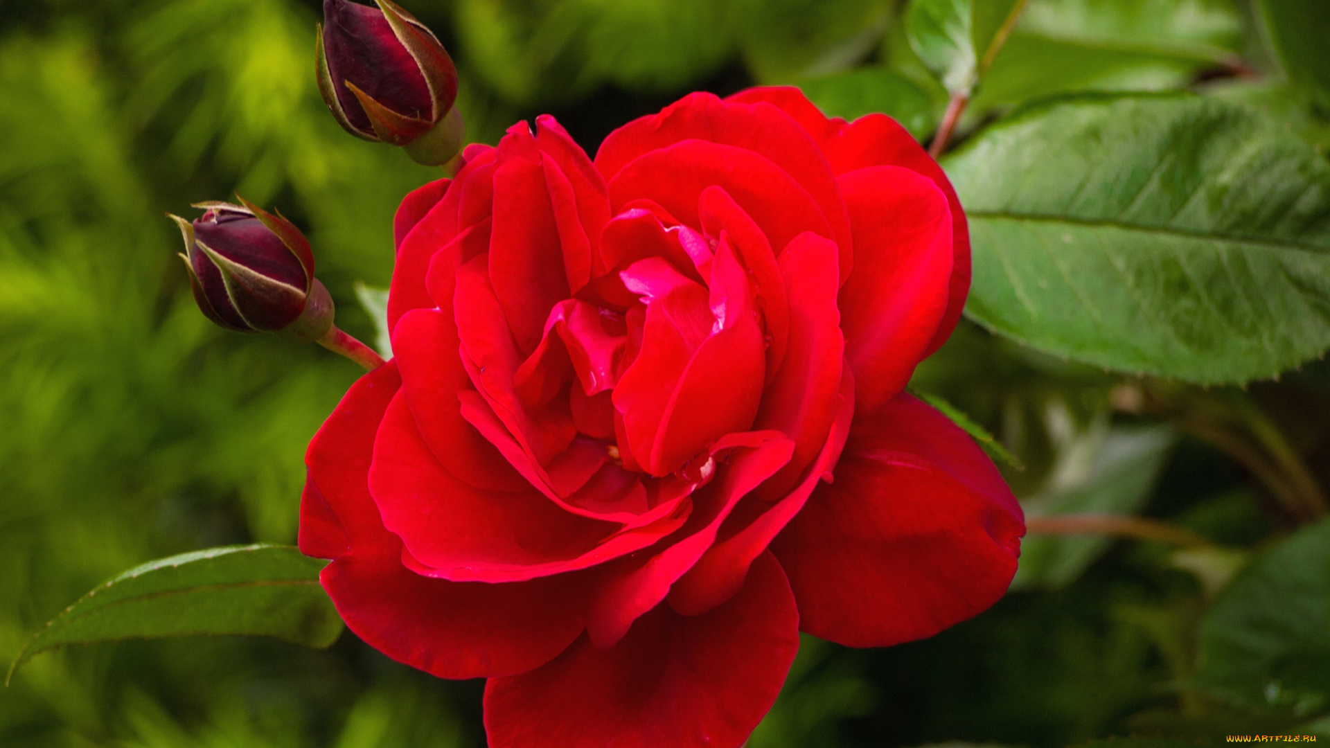 цветы, розы, красный, бутон