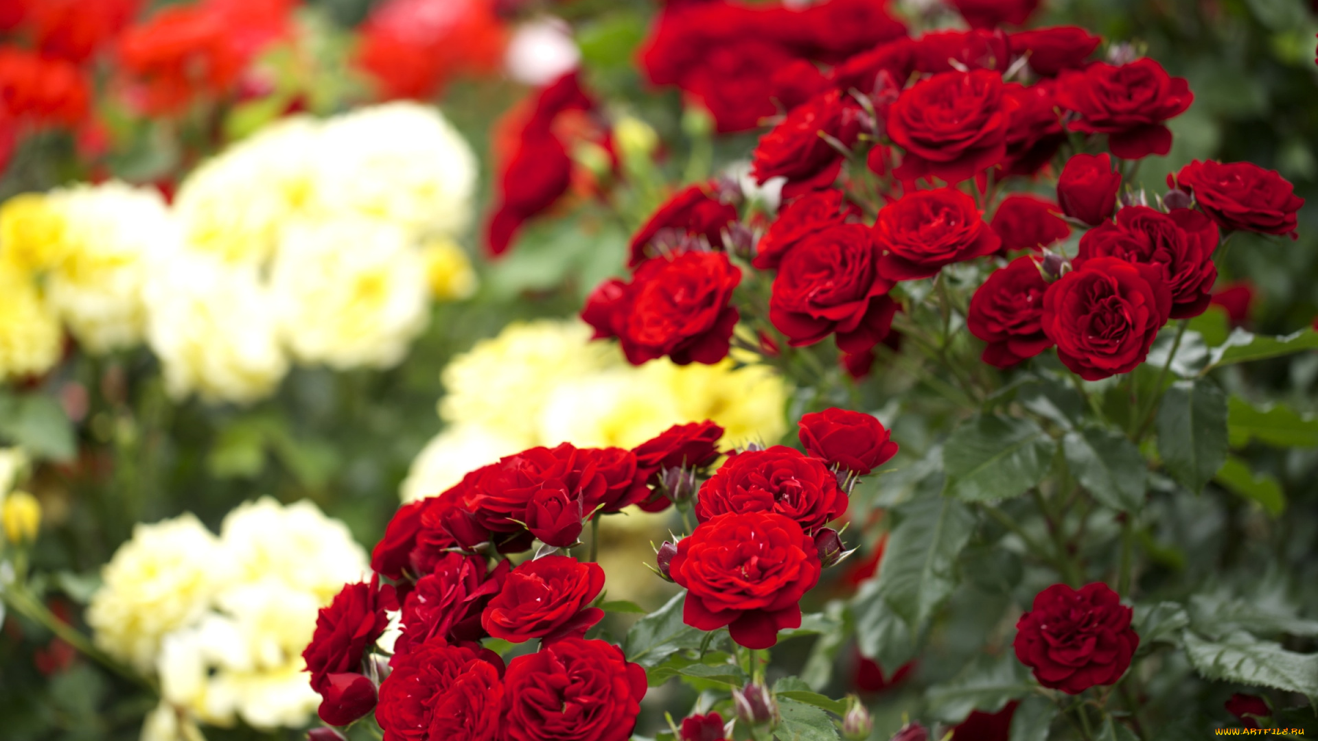 цветы, розы, красный, куст