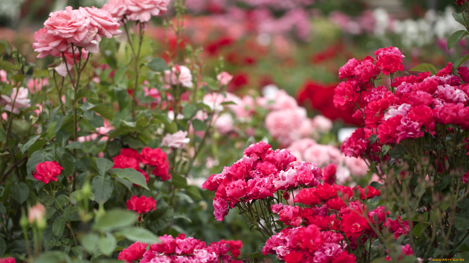 цветы, розы, кусты, много, розовый