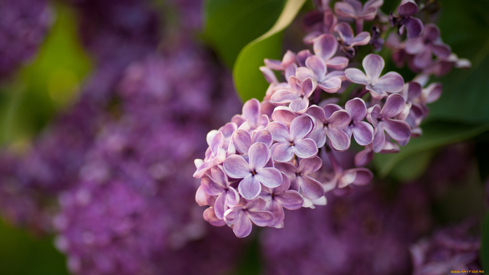 цветы, сирень, гроздь