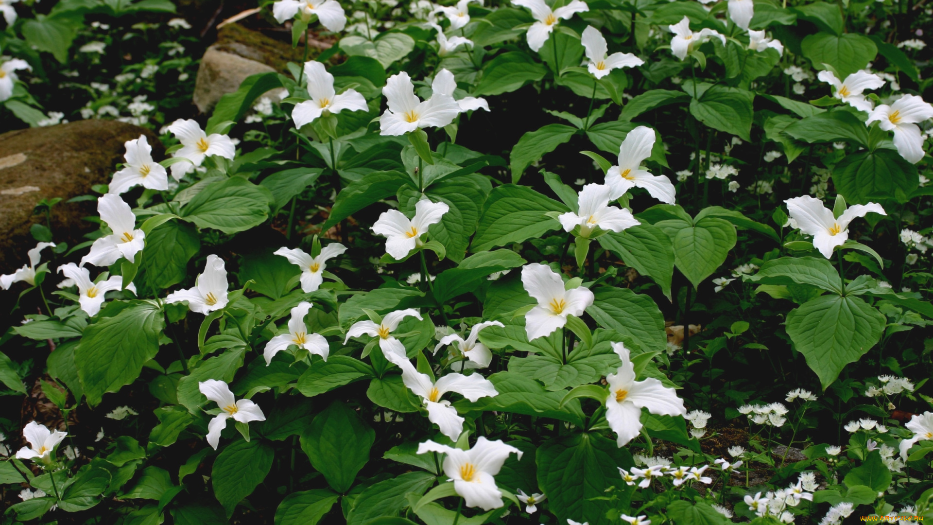 цветы, триллиумы, белый, трилистники