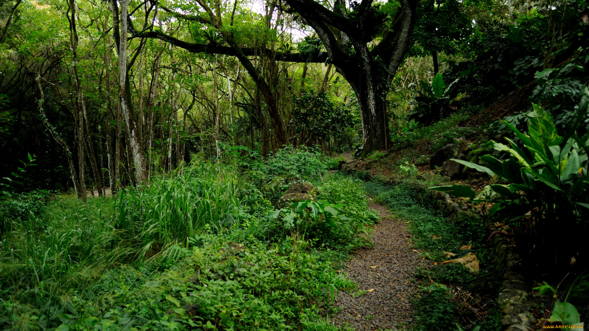 гавайи, природа, лес, тропинка