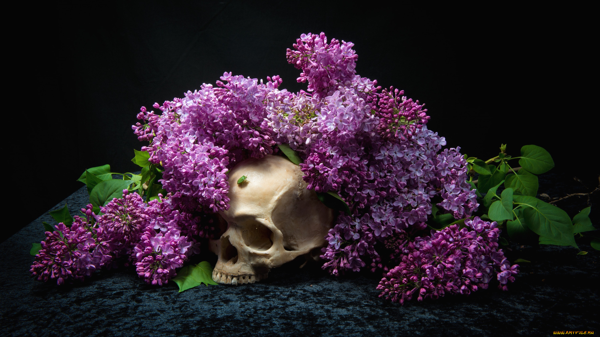 разное, кости, рентген, сирень, череп, жук