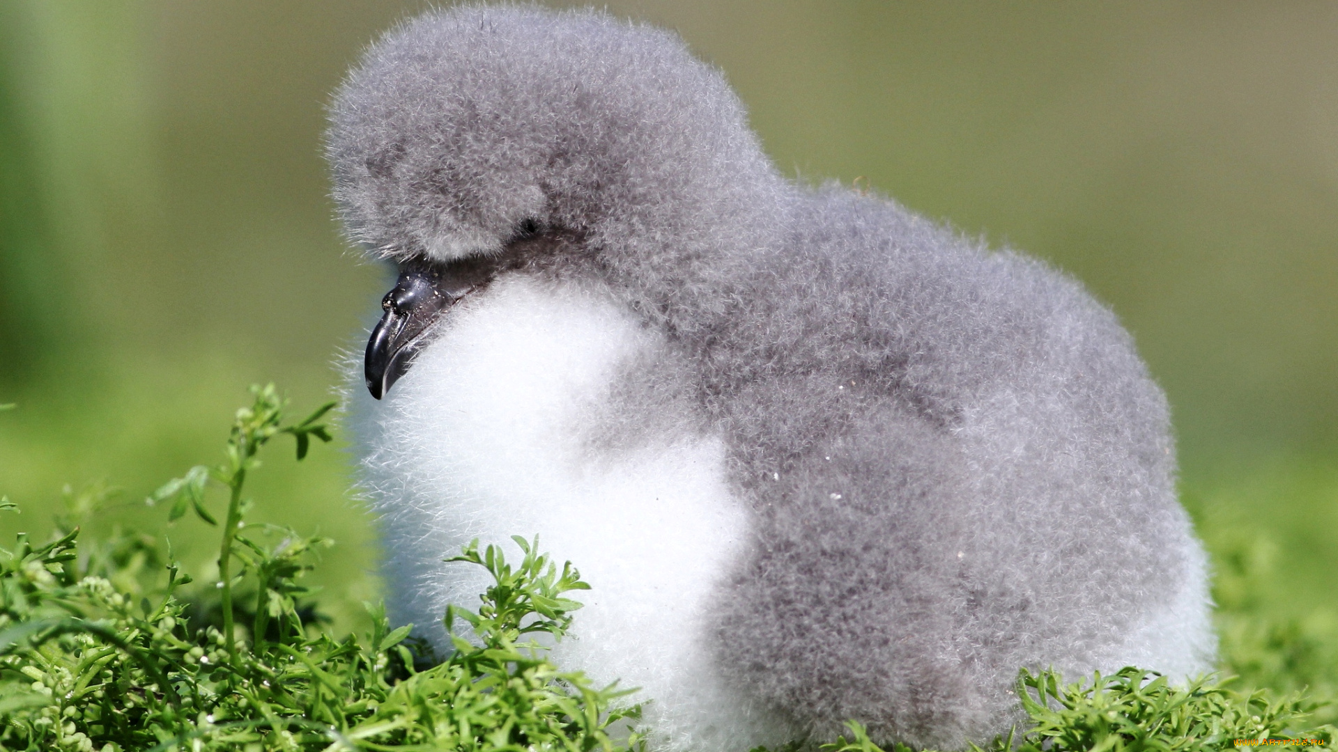 животные, альбатросы, птенец, смешной