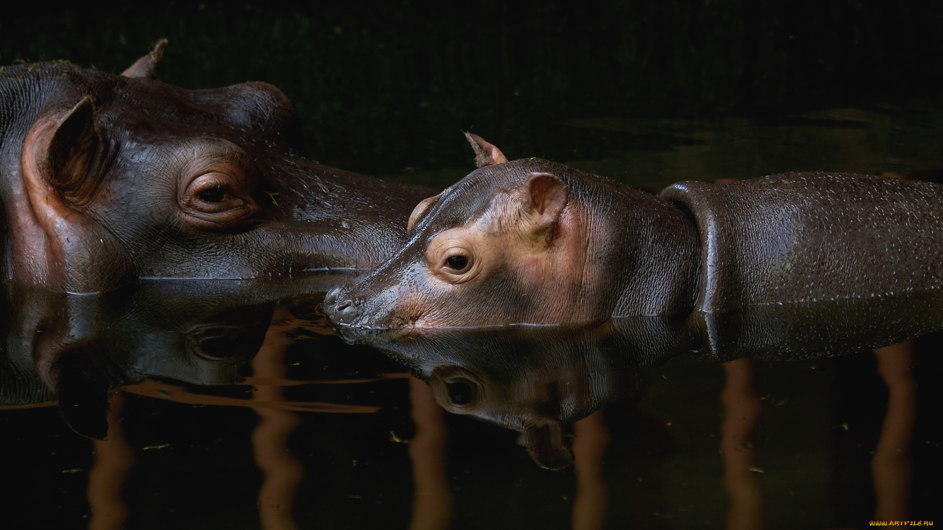 животные, бегемоты, малыш, мама