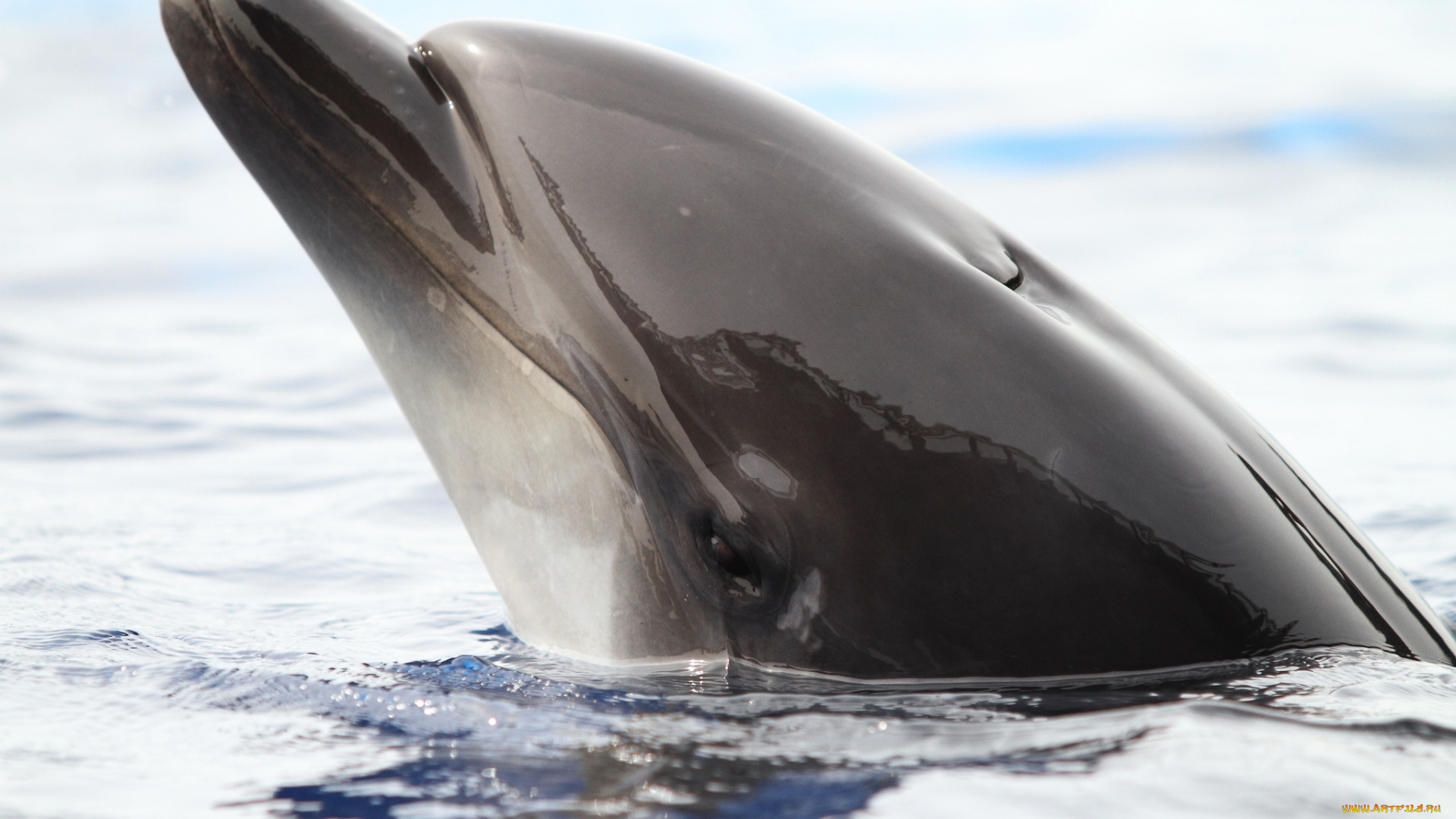 животные, дельфины, голова