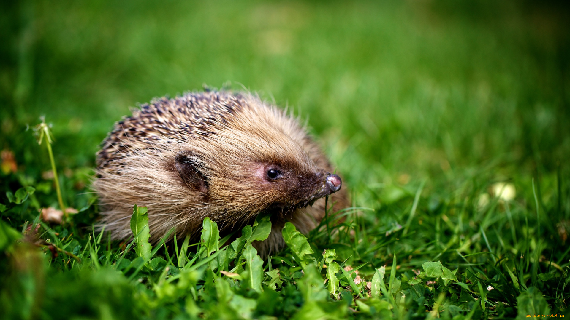 животные, ежи, колючки, носик