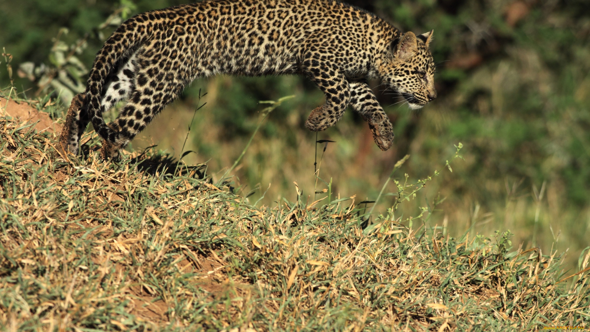 животные, леопарды, прыжок, подросток