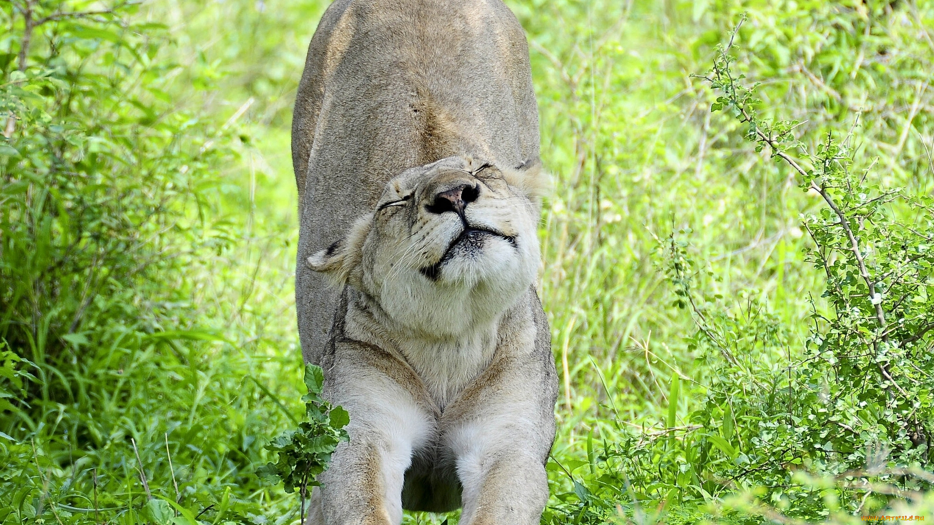 животные, львы, львица, дикая, кошка, потягушки