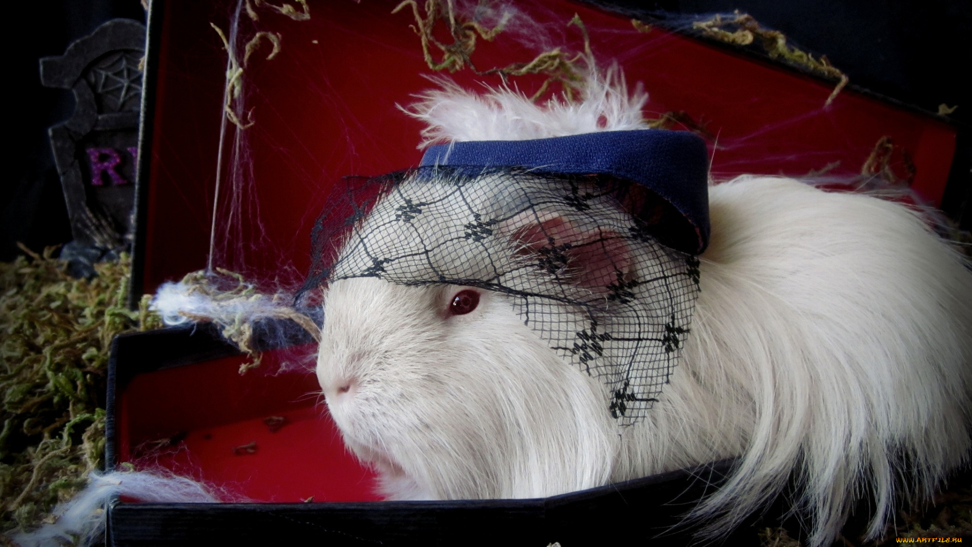 животные, морские, свинки, хомяки, мадам, шляпка, морская, свинка, вуаль