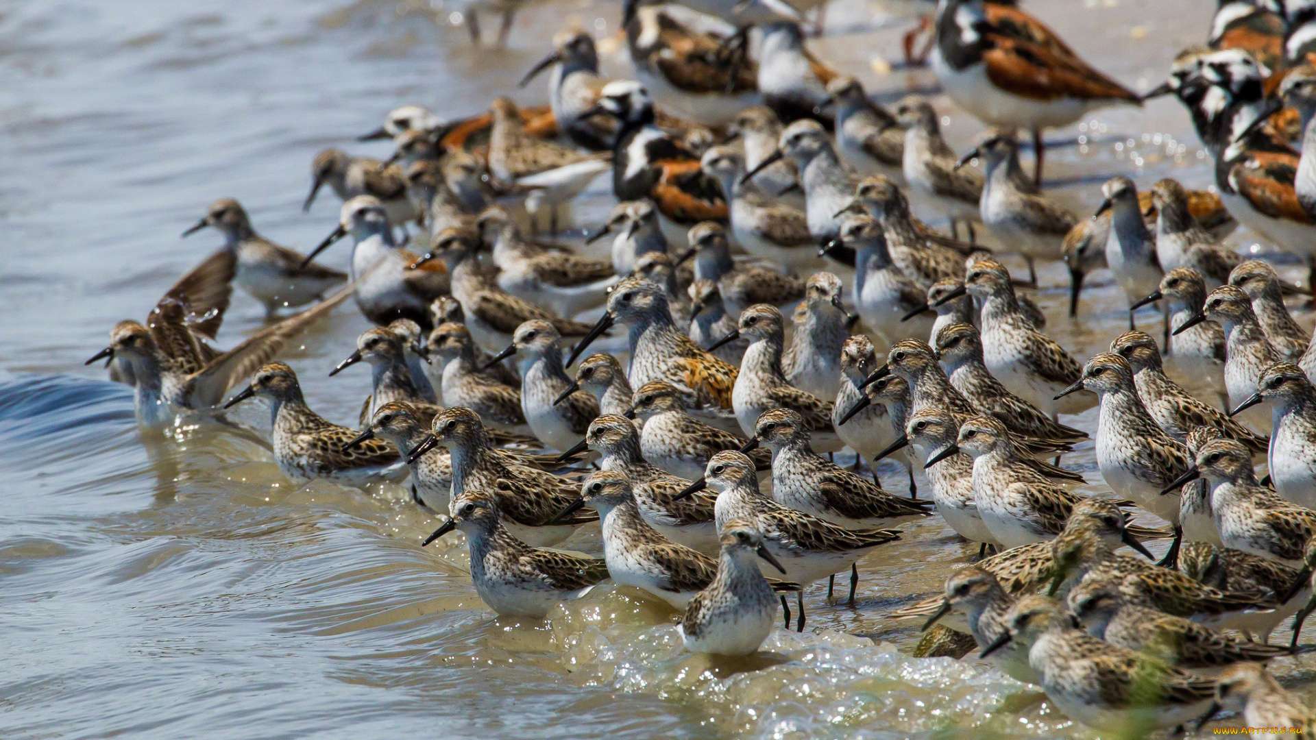 животные, птицы, вода, много