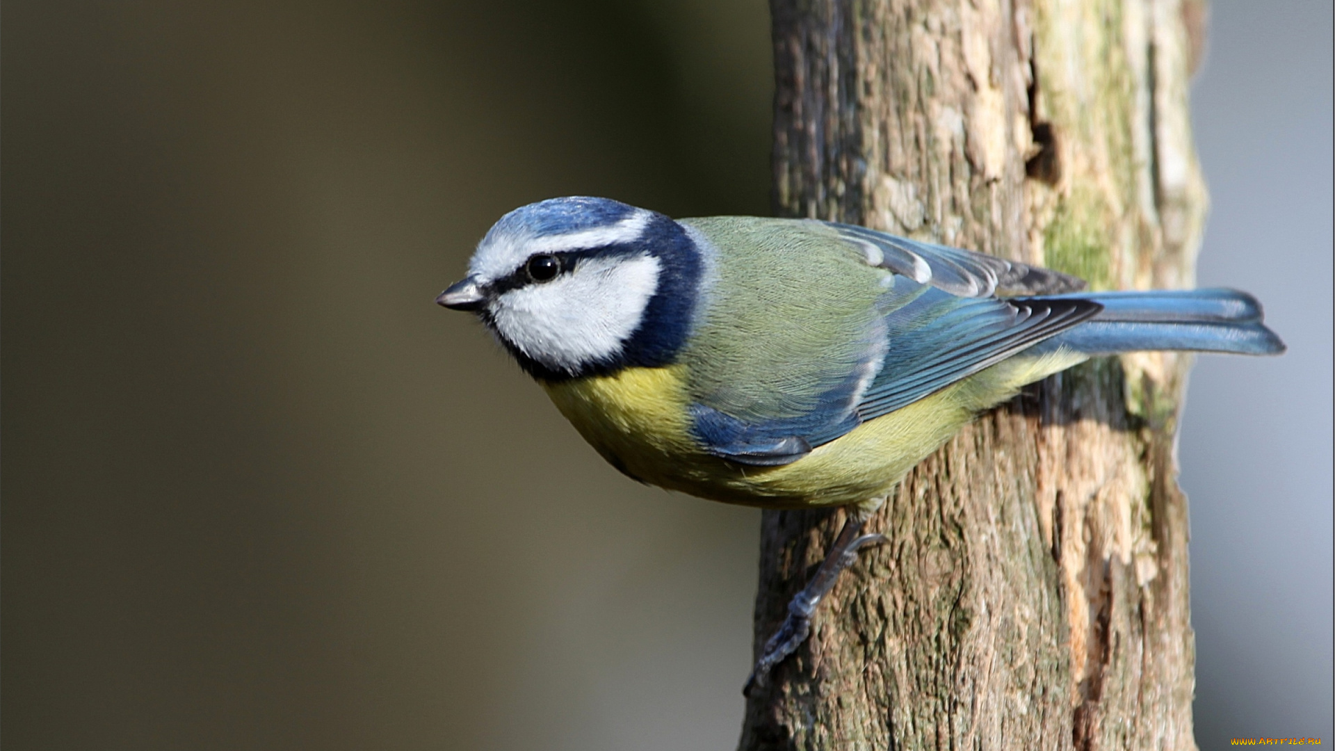 животные, синицы, лазоревки, синичка