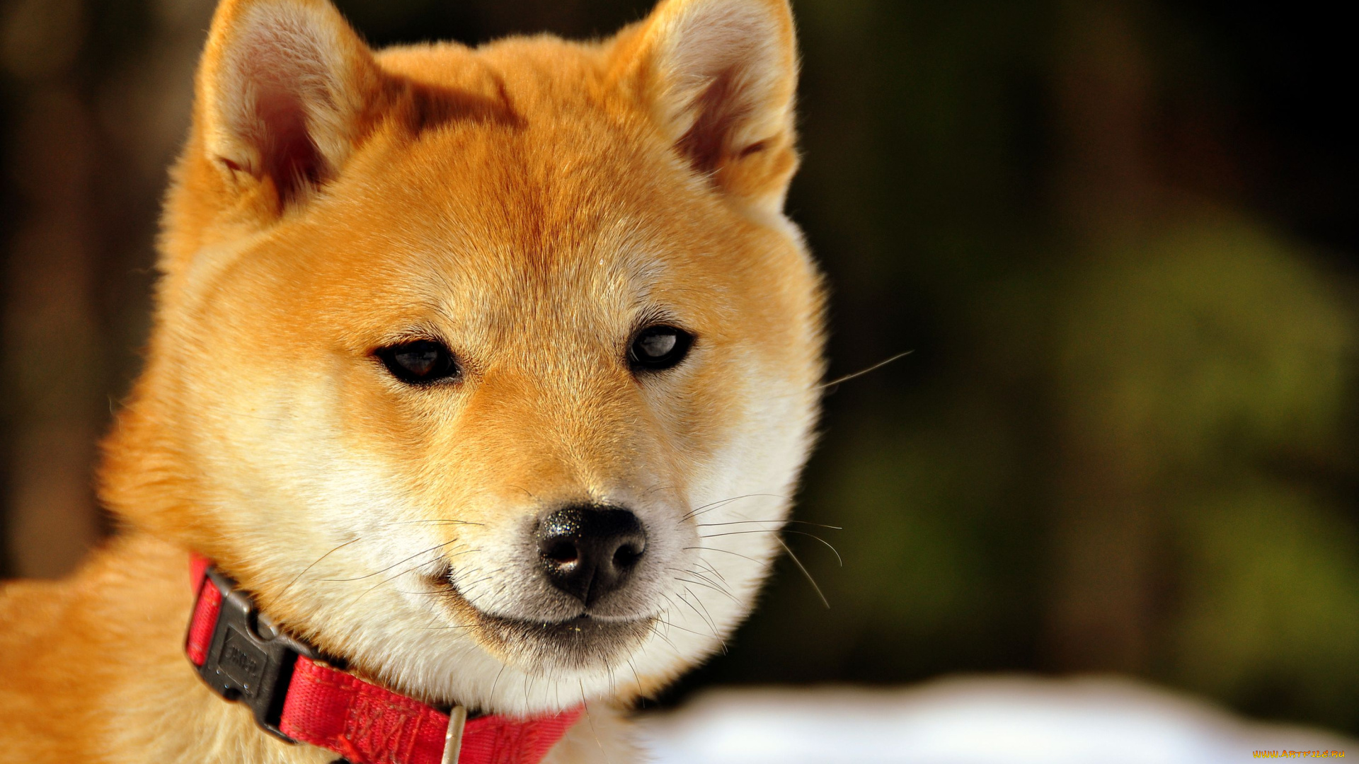 животные, собаки, мордочка