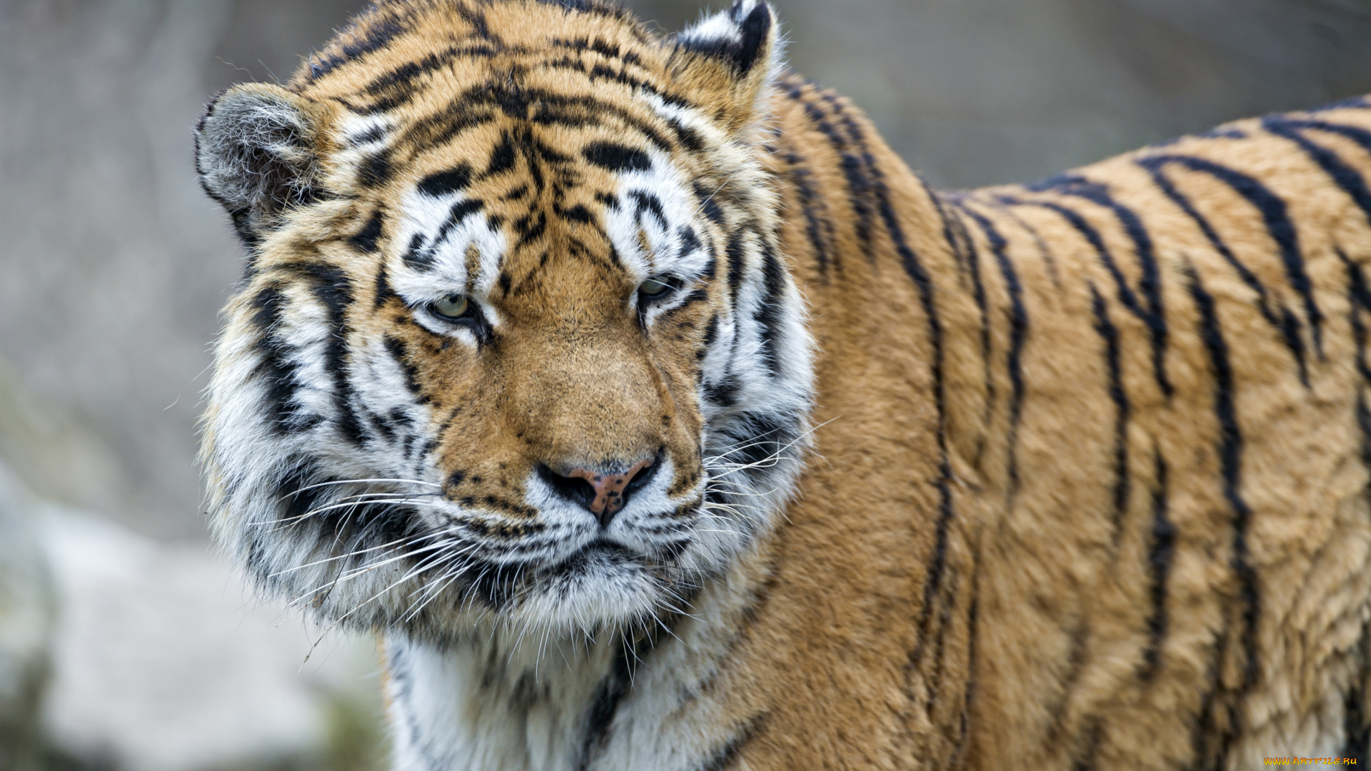 животные, тигры, хищник, морда