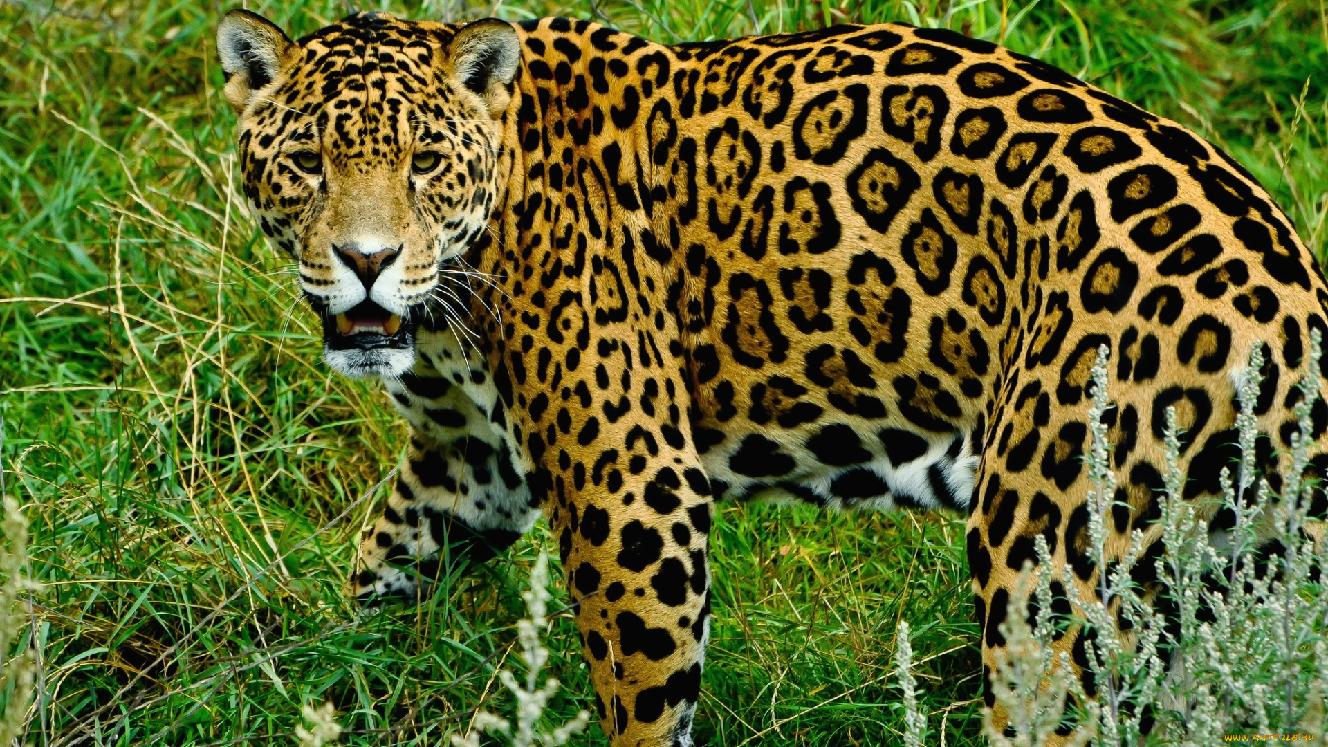 животные, Ягуары, пятна