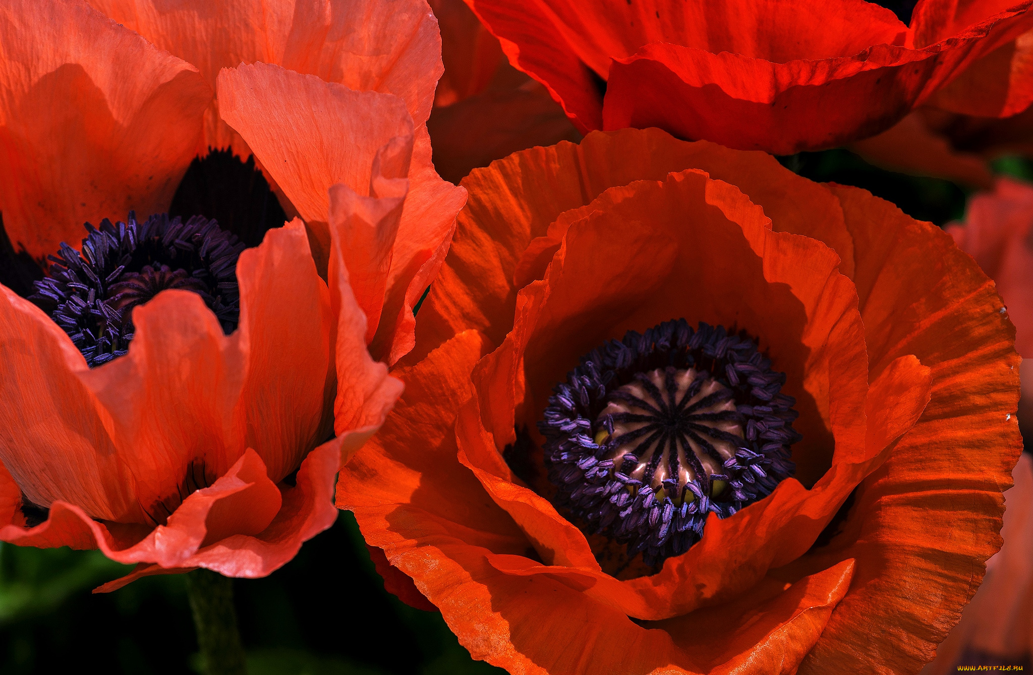 цветы, маки, красный, макро