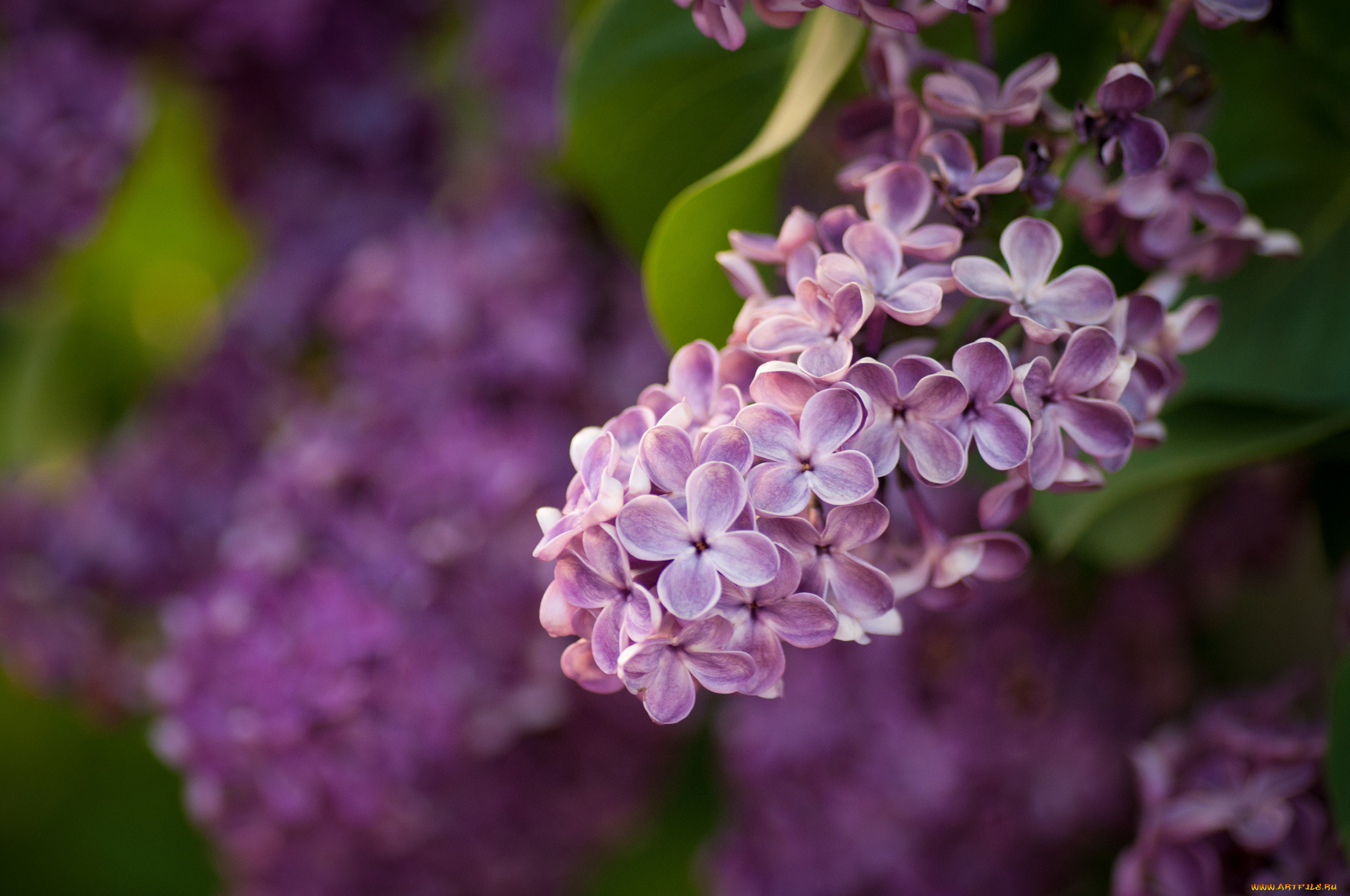 цветы, сирень, гроздь
