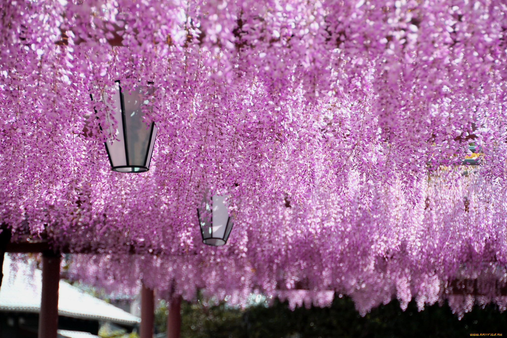 цветы, глициния, вистерия, сиреневый, фонари