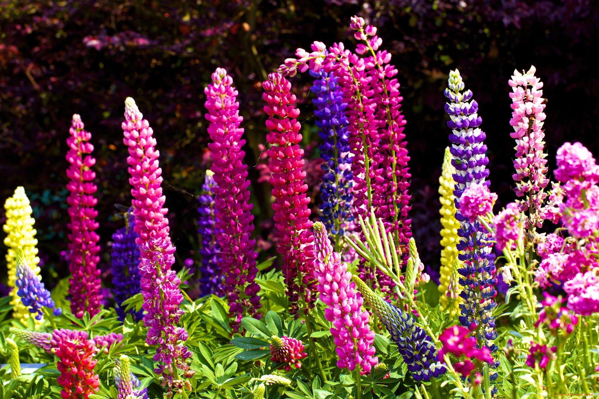 цветы, люпин, высокий, яркий