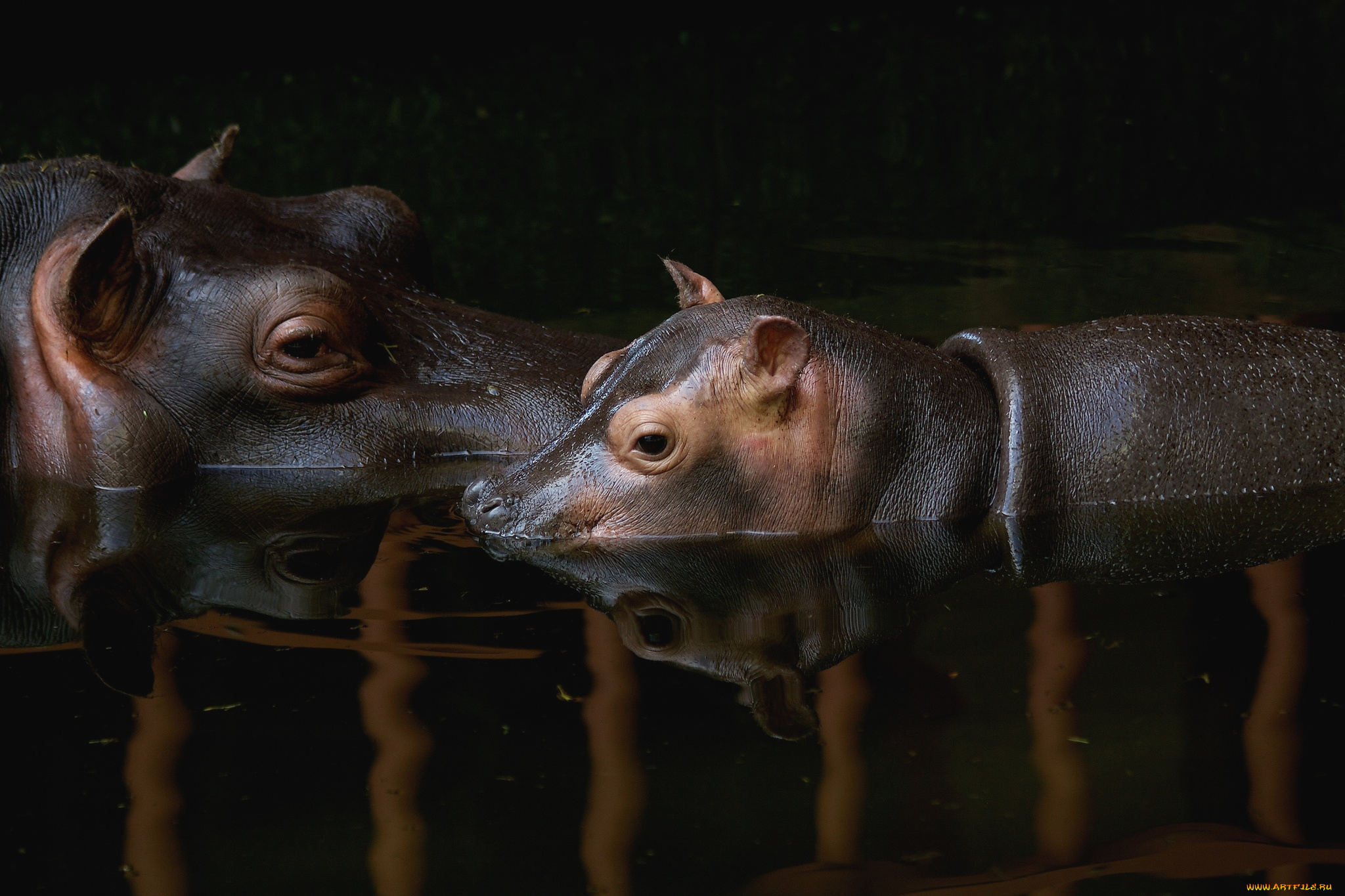 животные, бегемоты, малыш, мама