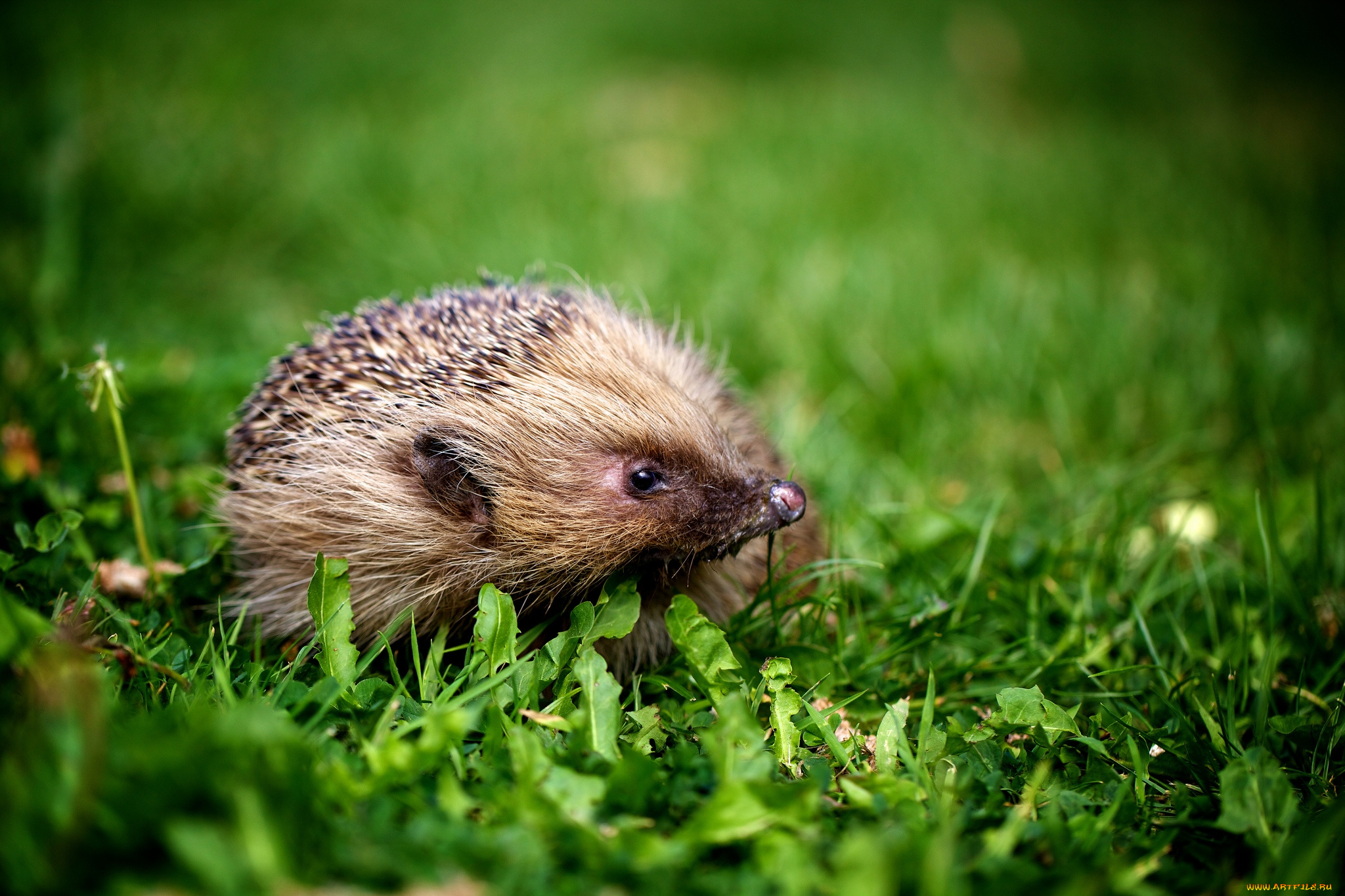 животные, ежи, колючки, носик