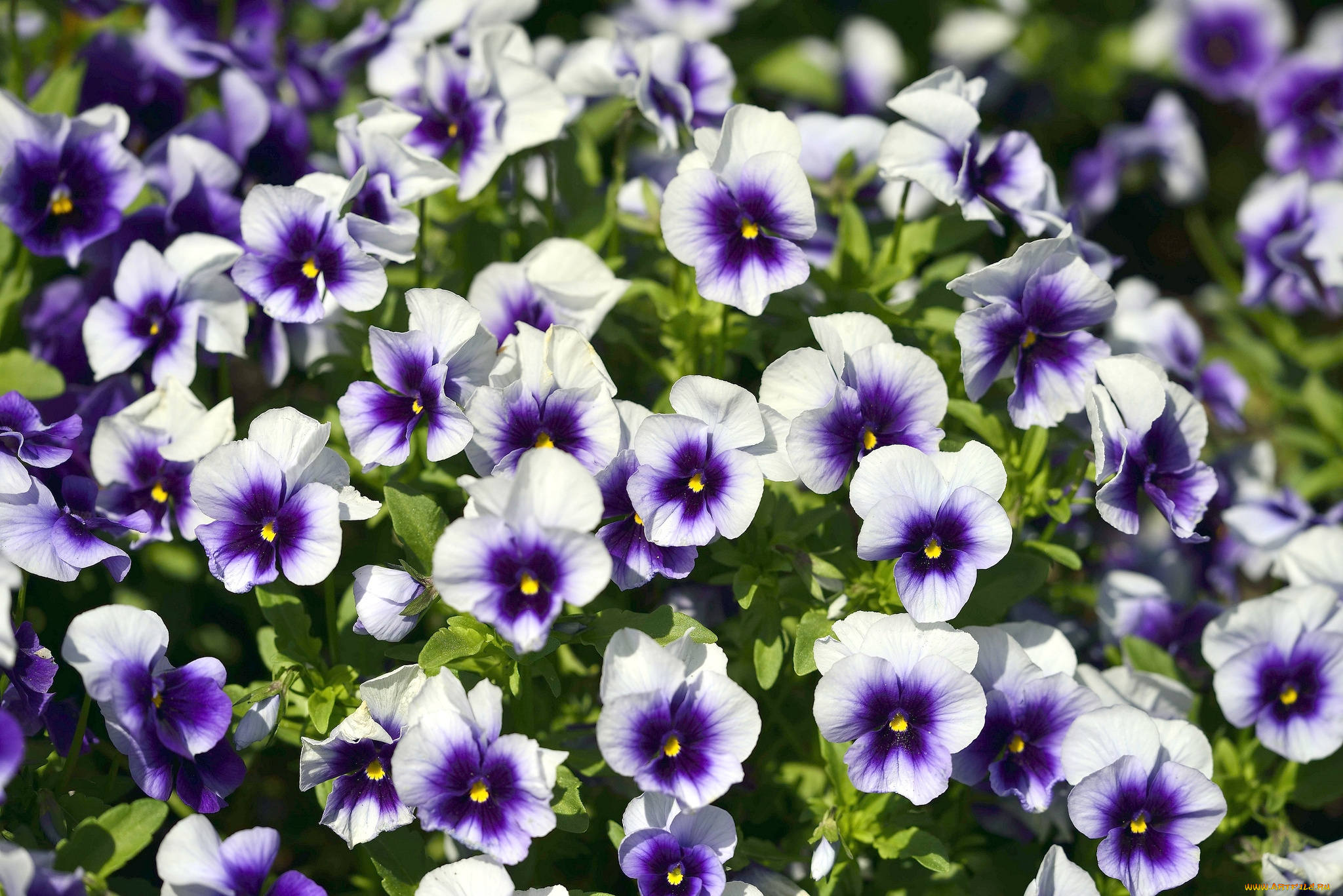 цветы, анютины, глазки, садовые, фиалки, много