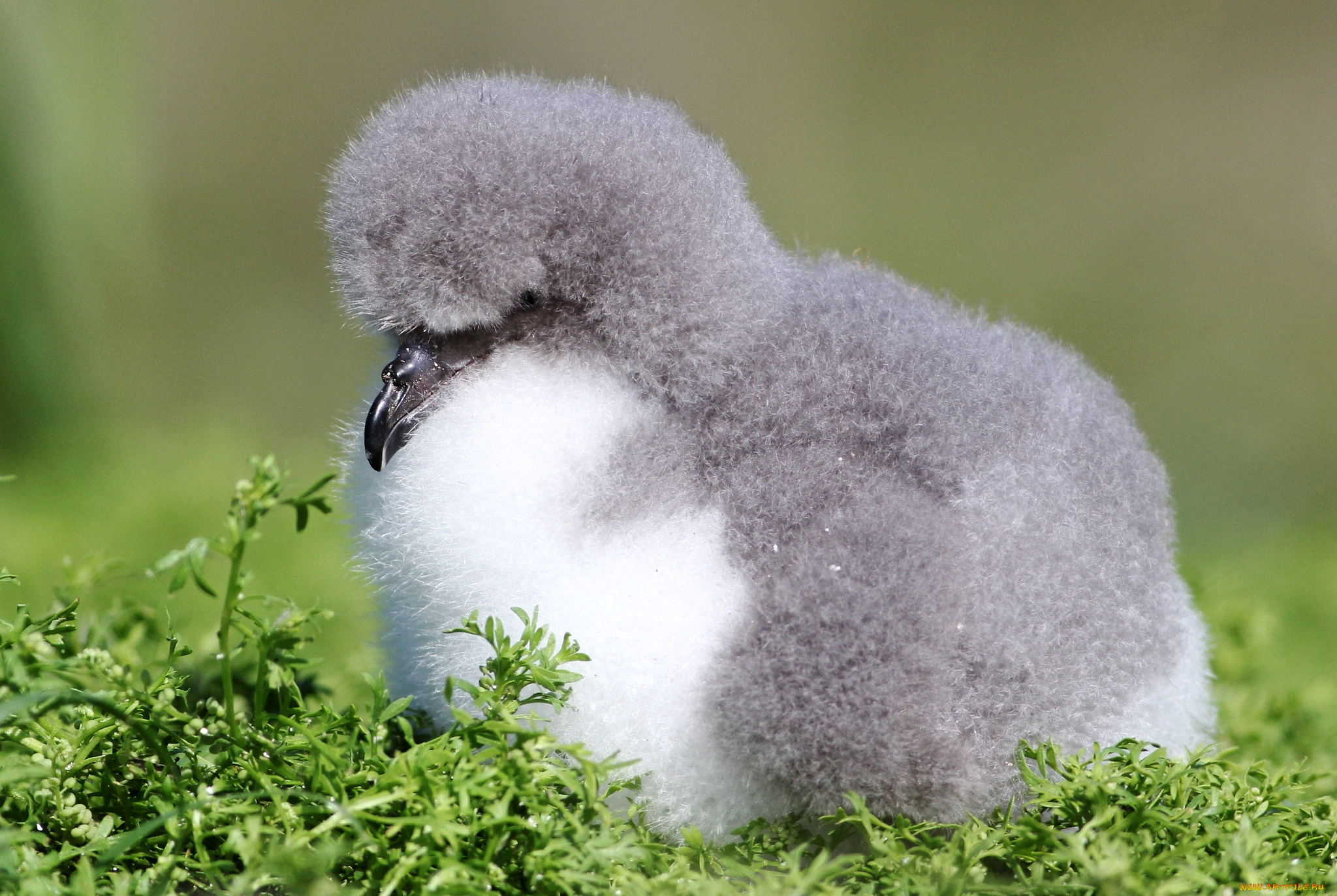 животные, альбатросы, птенец, смешной
