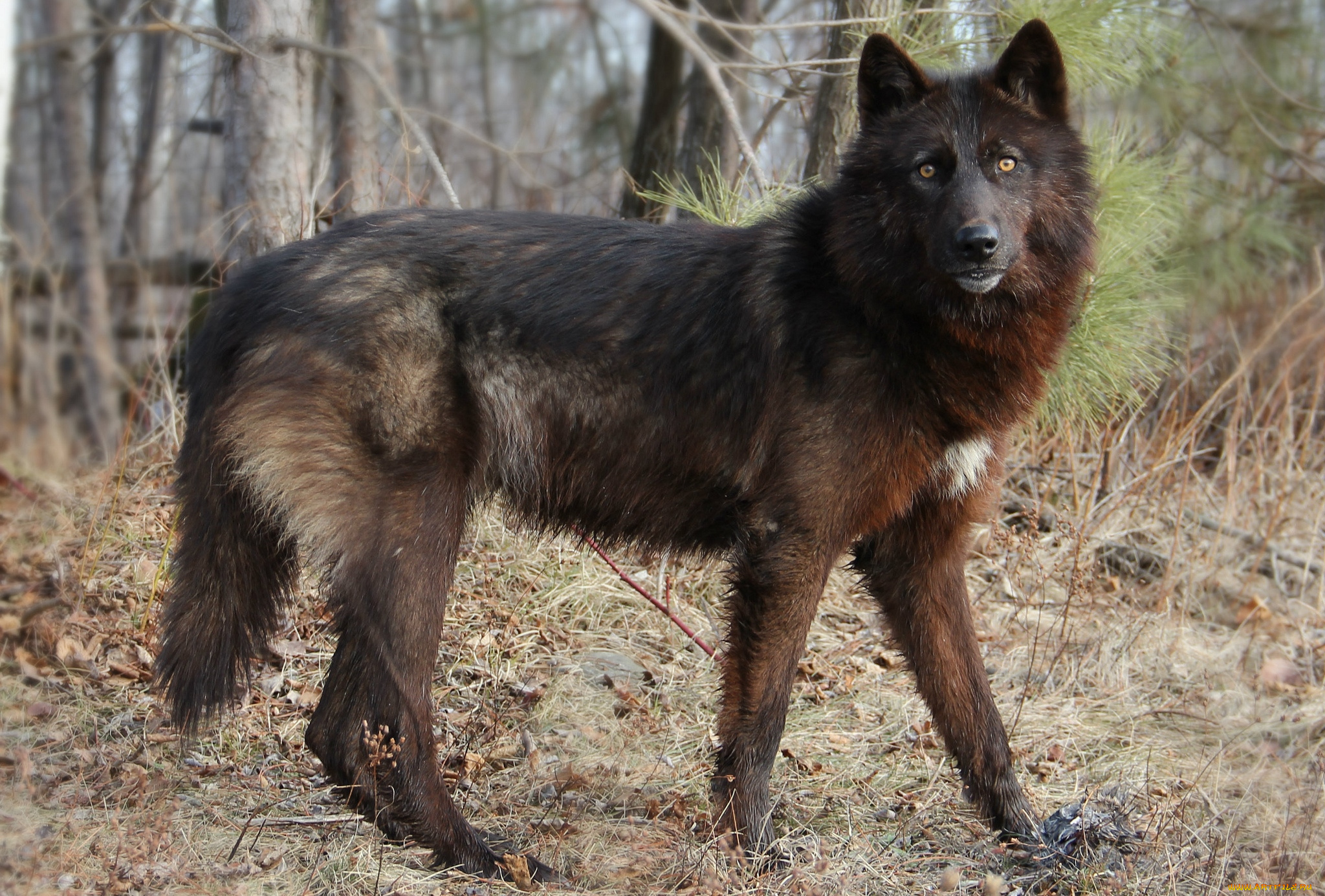 животные, волки, черный