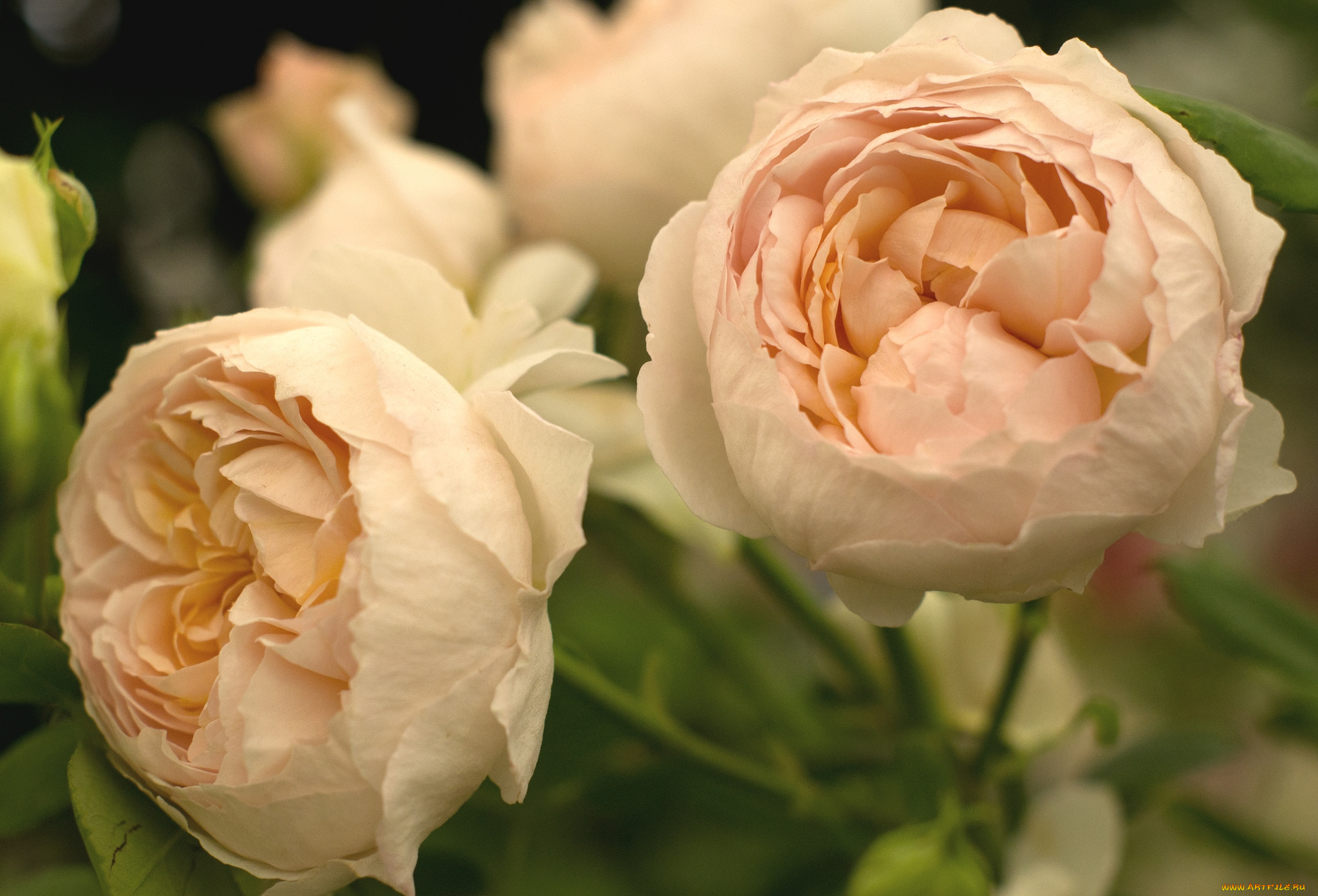 цветы, розы, кремовый