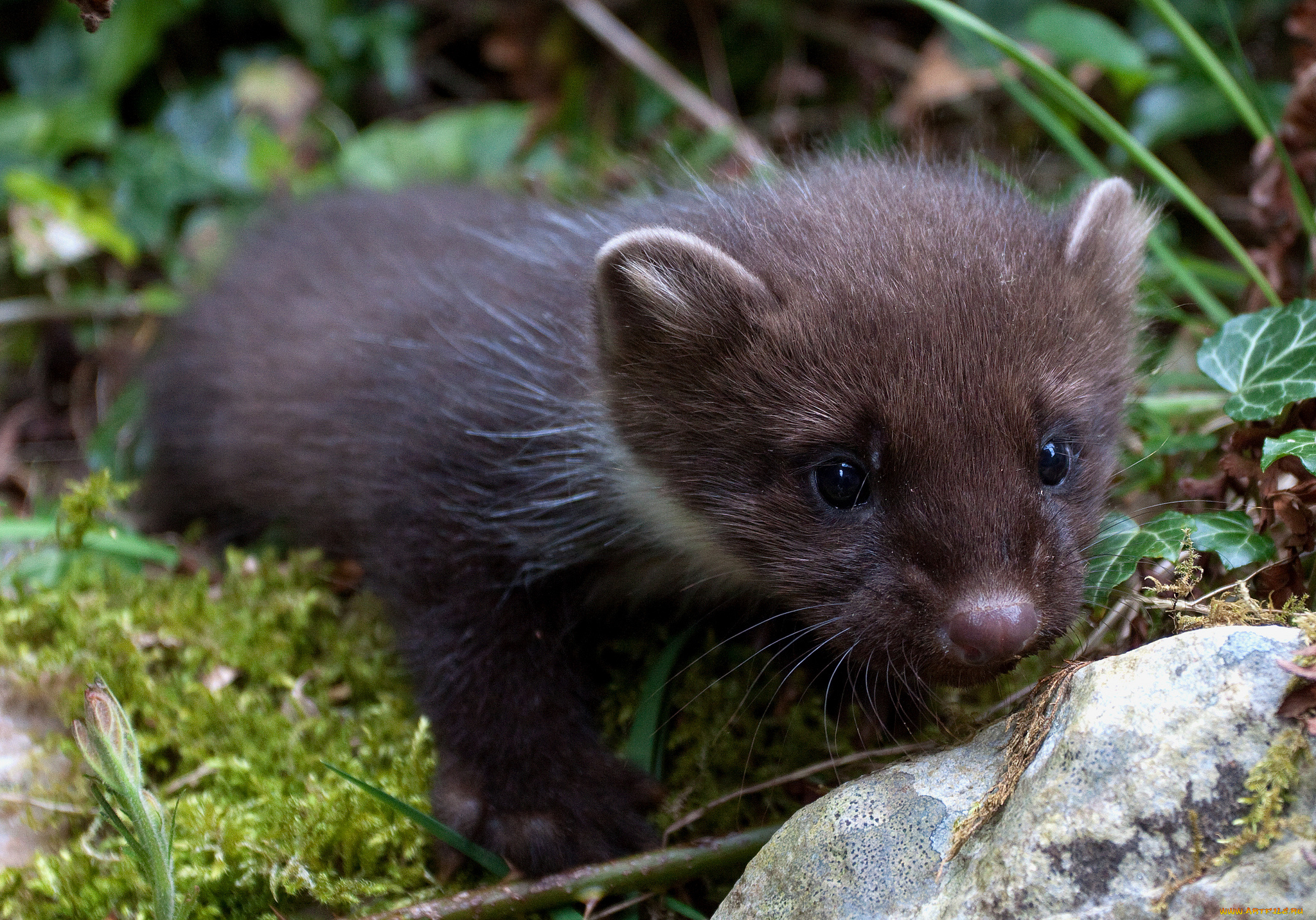 животные, хорьки, ласки, соболи, горностаи, куницы, малыш, куница