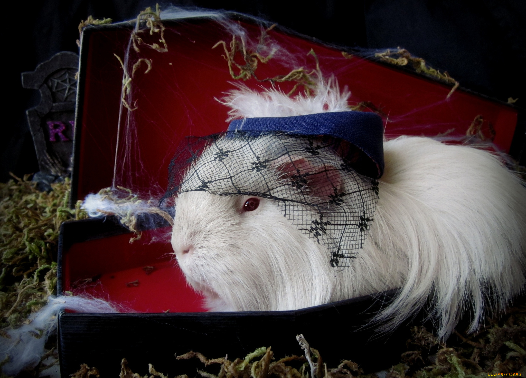 животные, морские, свинки, хомяки, мадам, шляпка, морская, свинка, вуаль