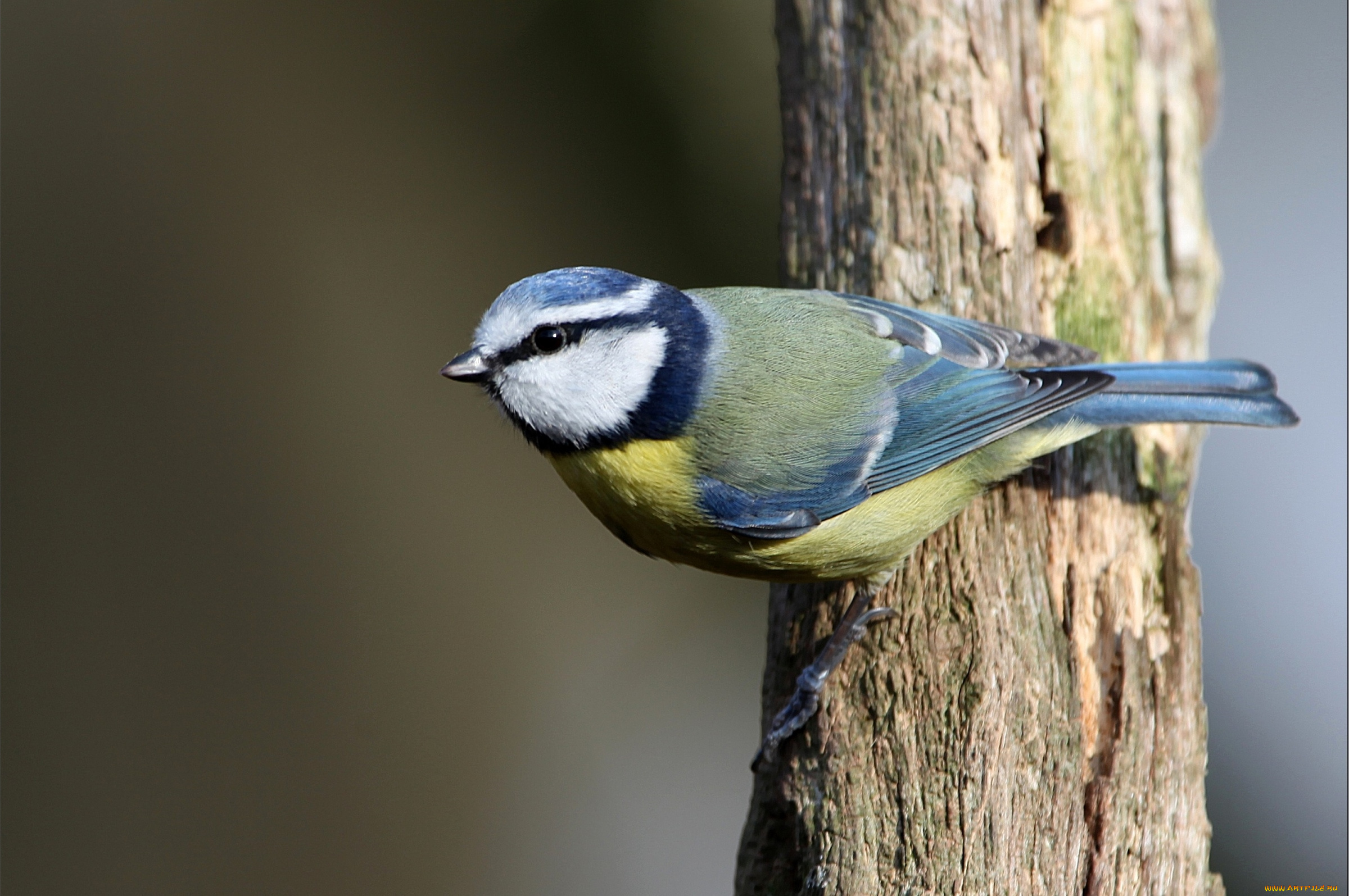 животные, синицы, лазоревки, синичка