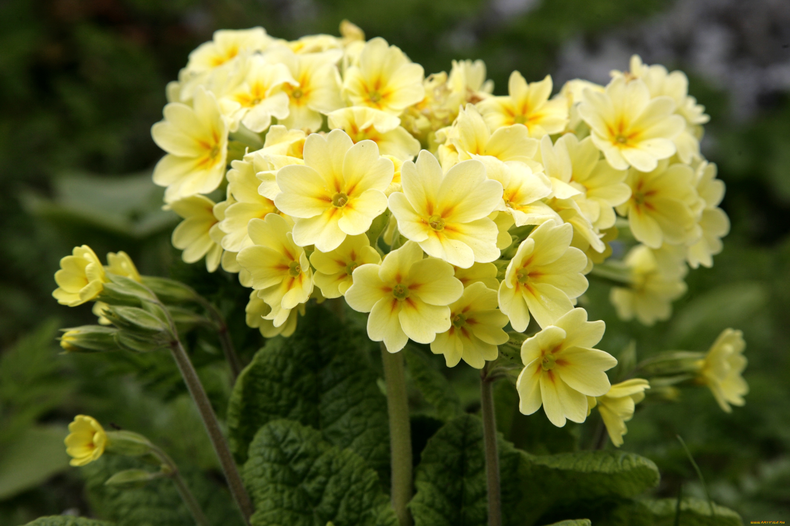 цветы, примулы, желтый, первоцвет