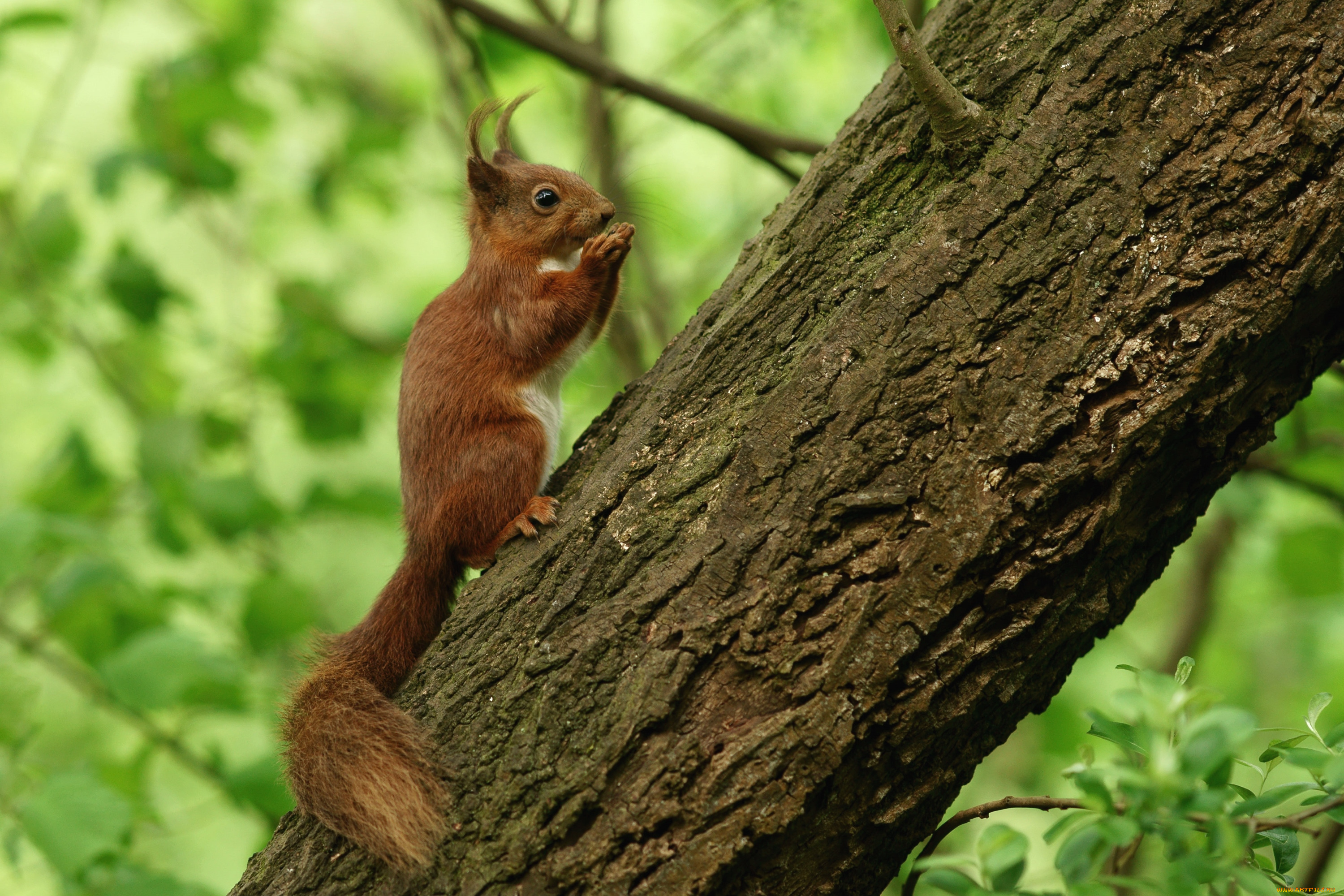 животные, белки, дерево, кисточки, рыжий, зверек