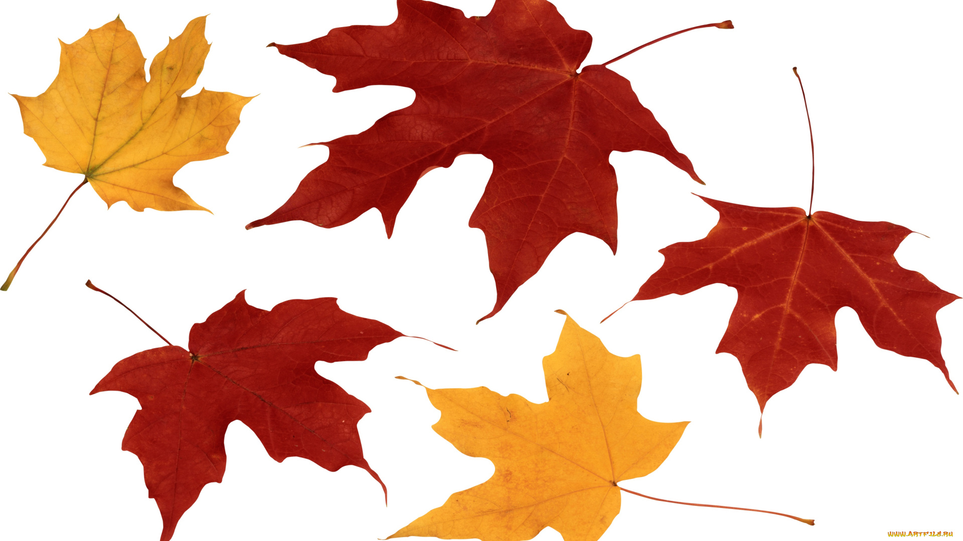 природа, листья, клен, осень