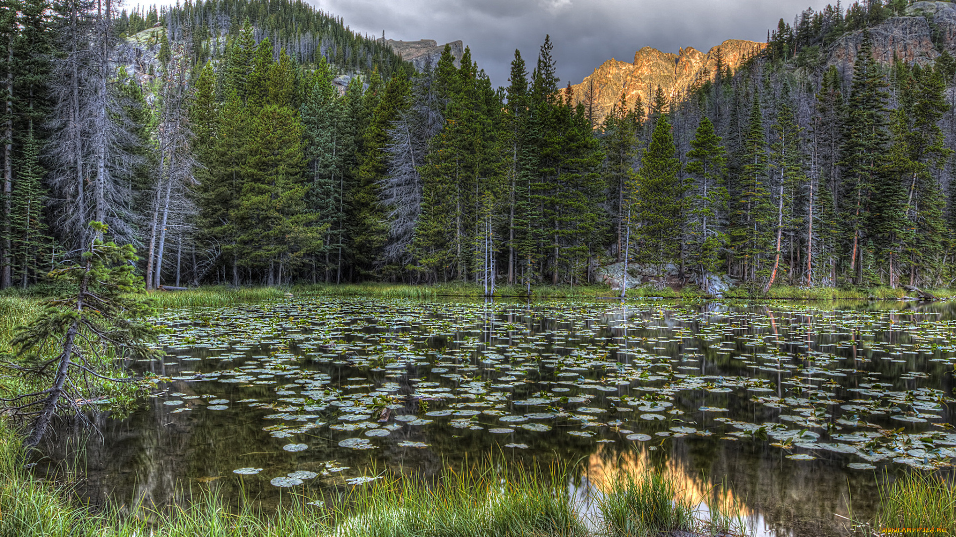 природа, реки, озера, лес, река, горы