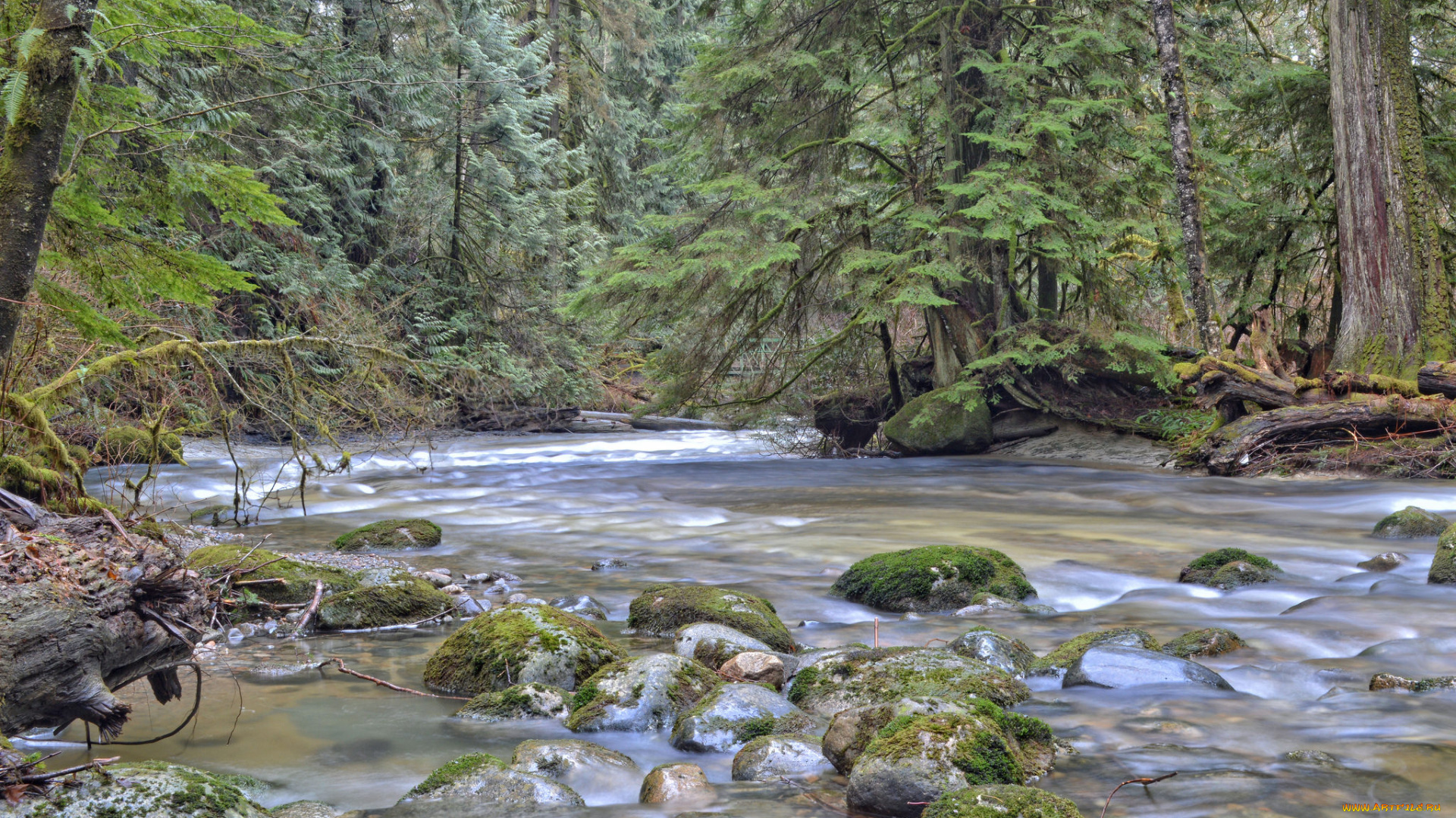 природа, реки, озера, река, лес