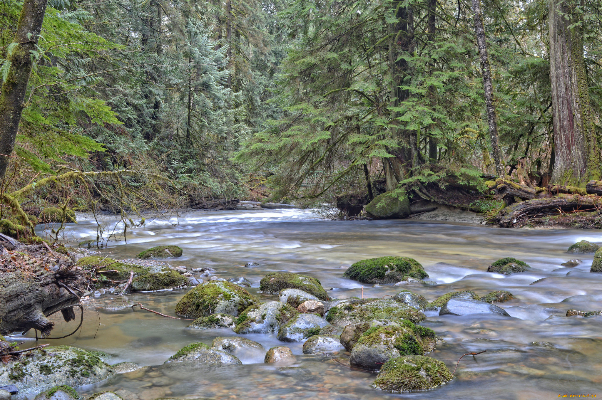 природа, реки, озера, река, лес