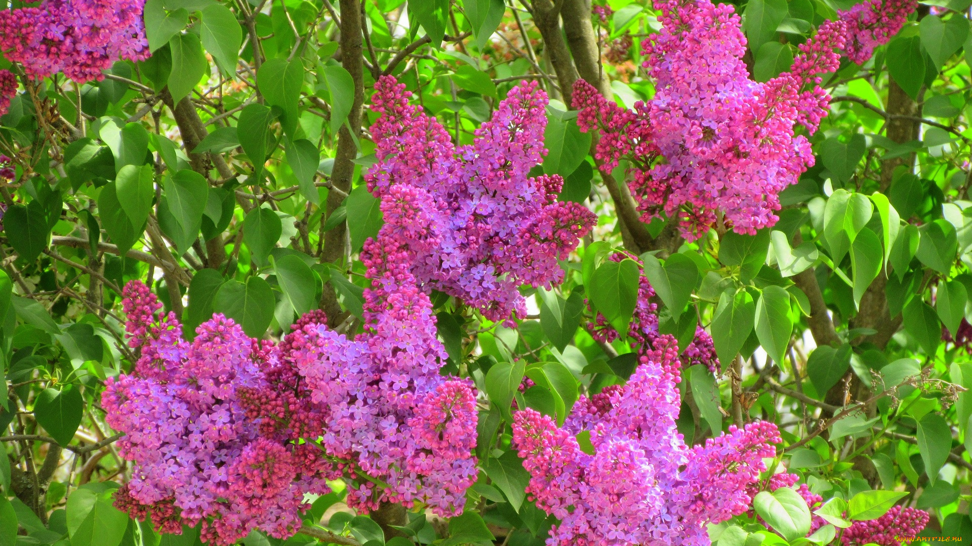 цветы, сирень, весна, 2018