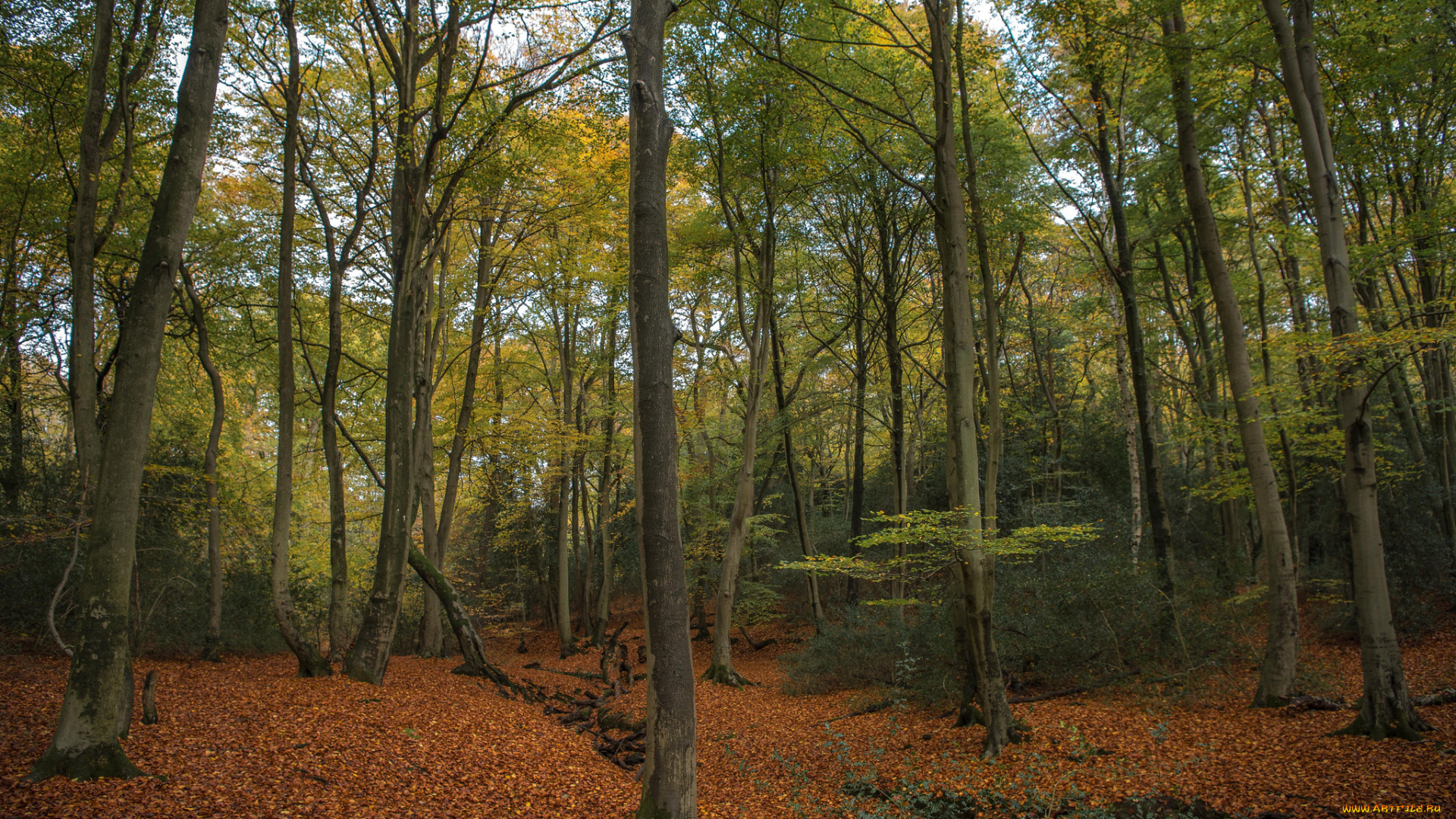 природа, лес, простор