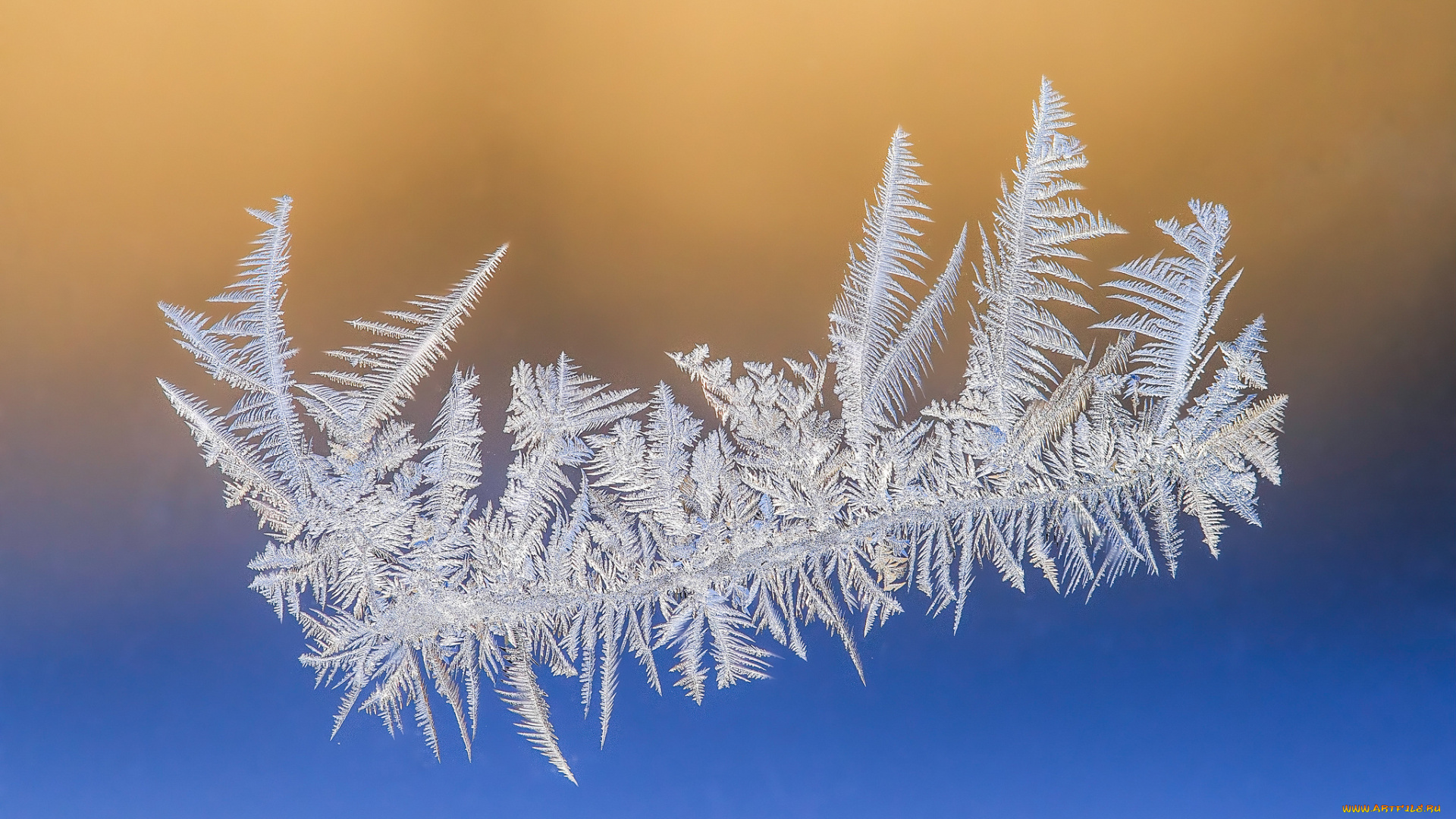 природа, макро, простор