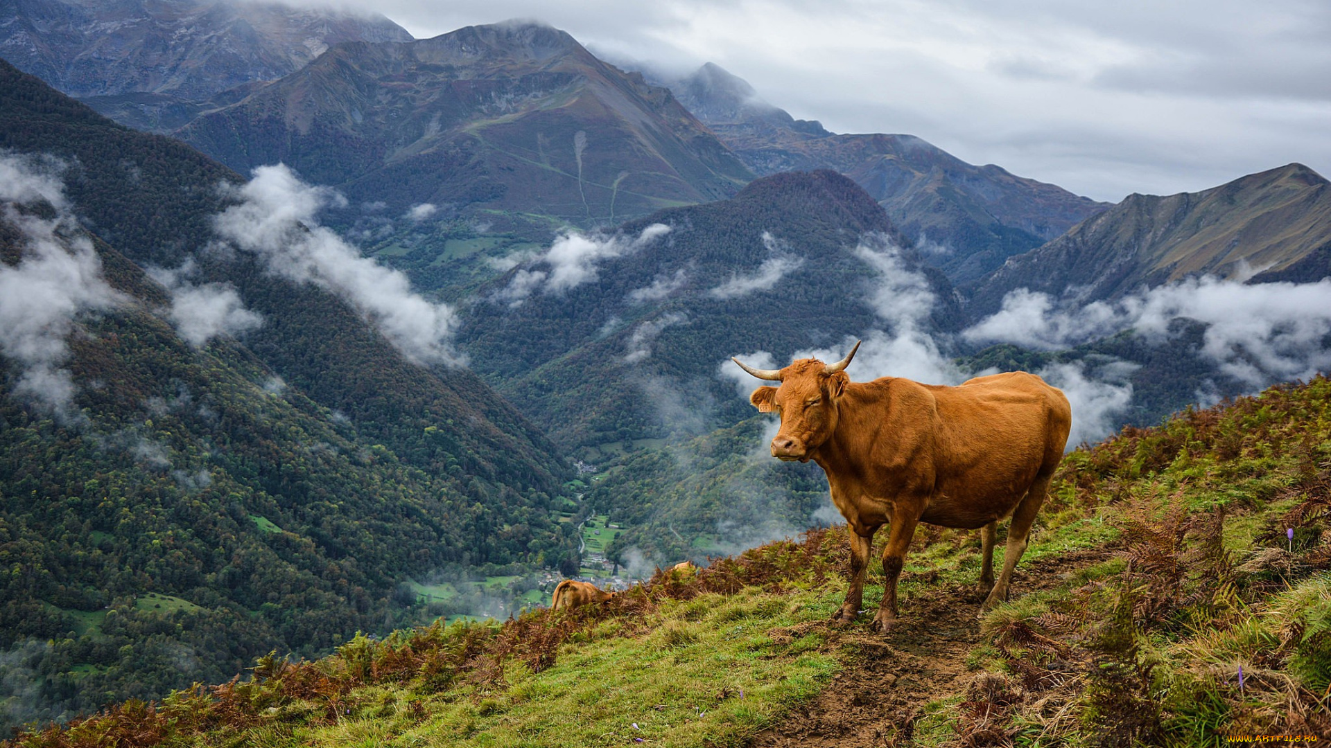животные, коровы, , буйволы, горы, облака