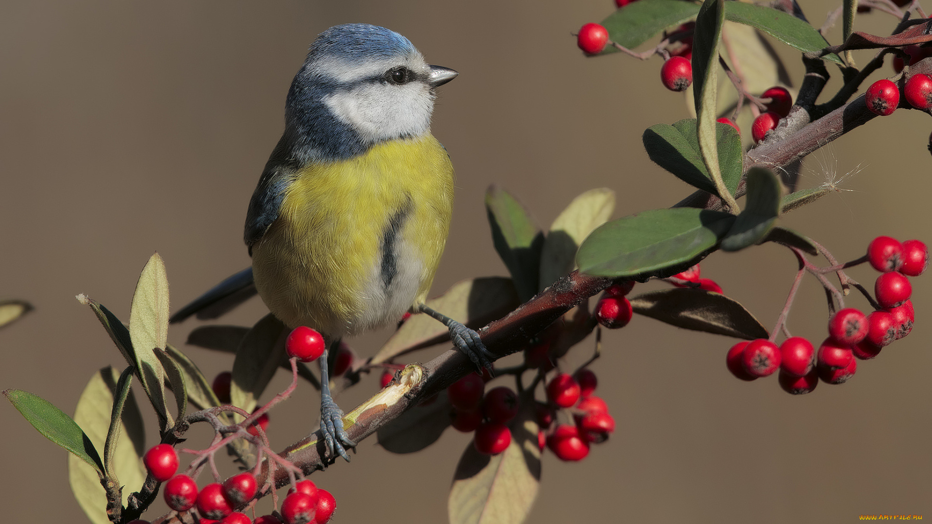 животные, синицы, , лазоревки, птичка
