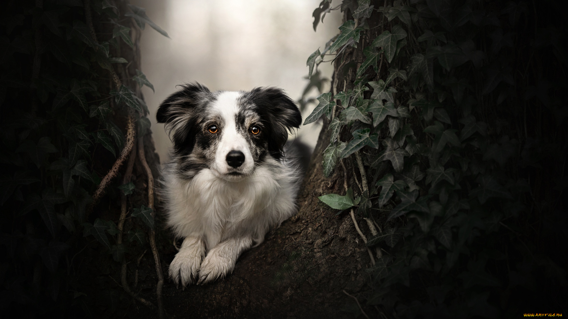 животные, собаки, собака, взгляд, портрет, дерево, бордер-колли, плющ