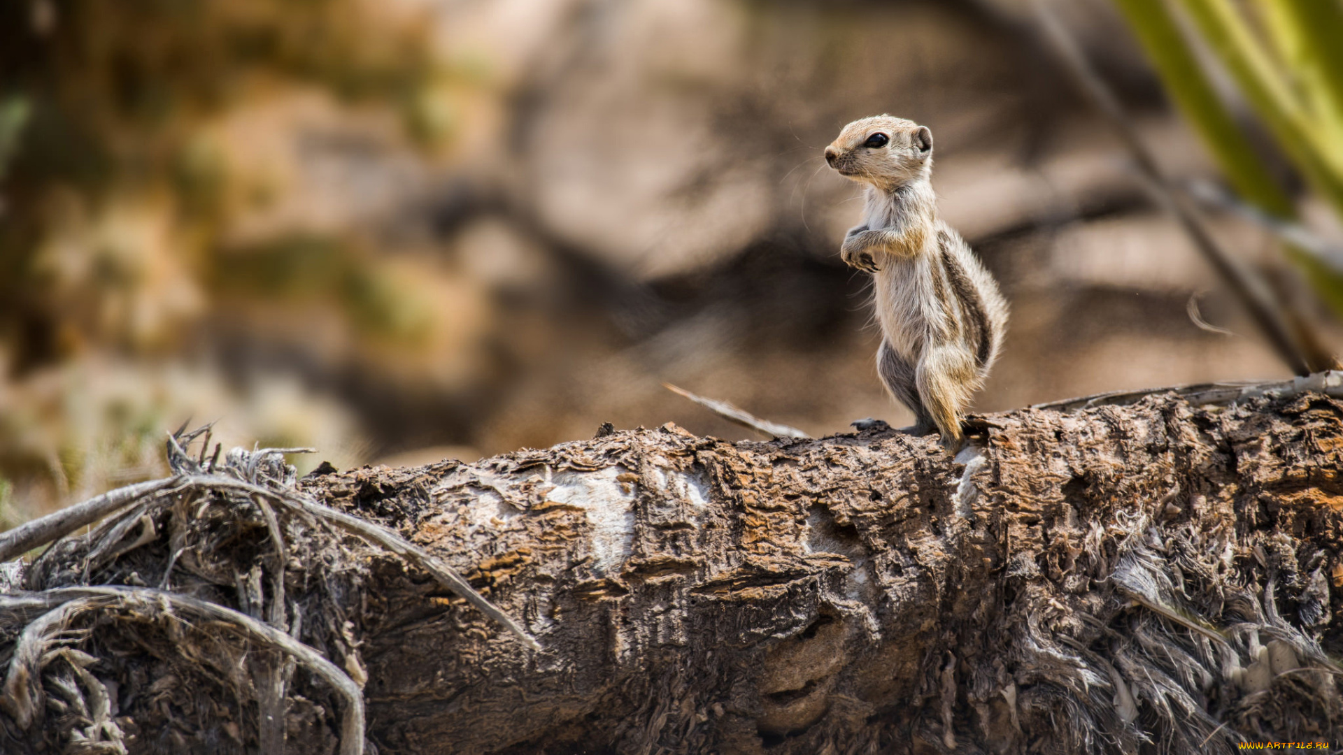 животные, суслики, , сурки, суслик, антилоповый, детёныш, стойка, бревно