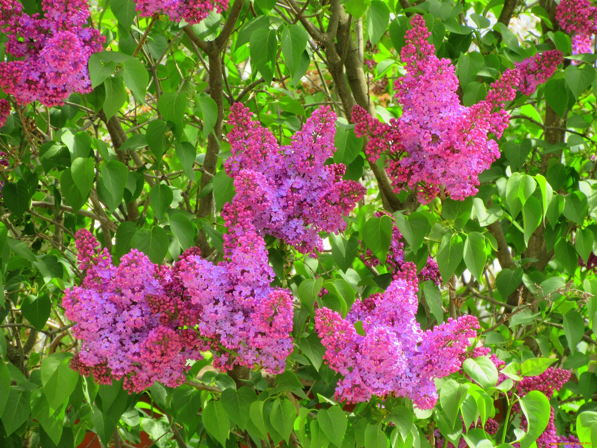 цветы, сирень, весна, 2018