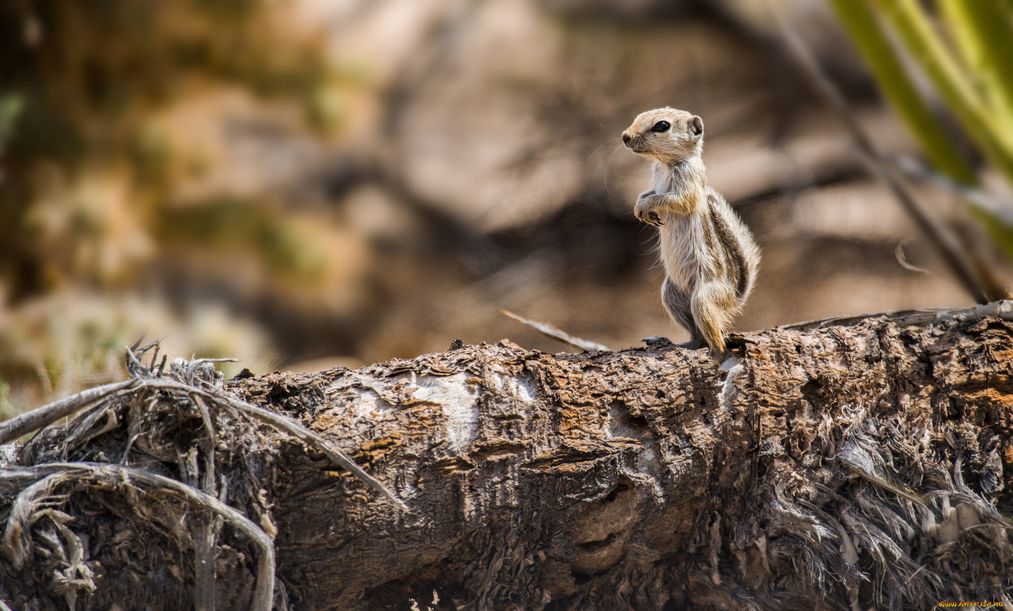 животные, суслики, , сурки, суслик, антилоповый, детёныш, стойка, бревно