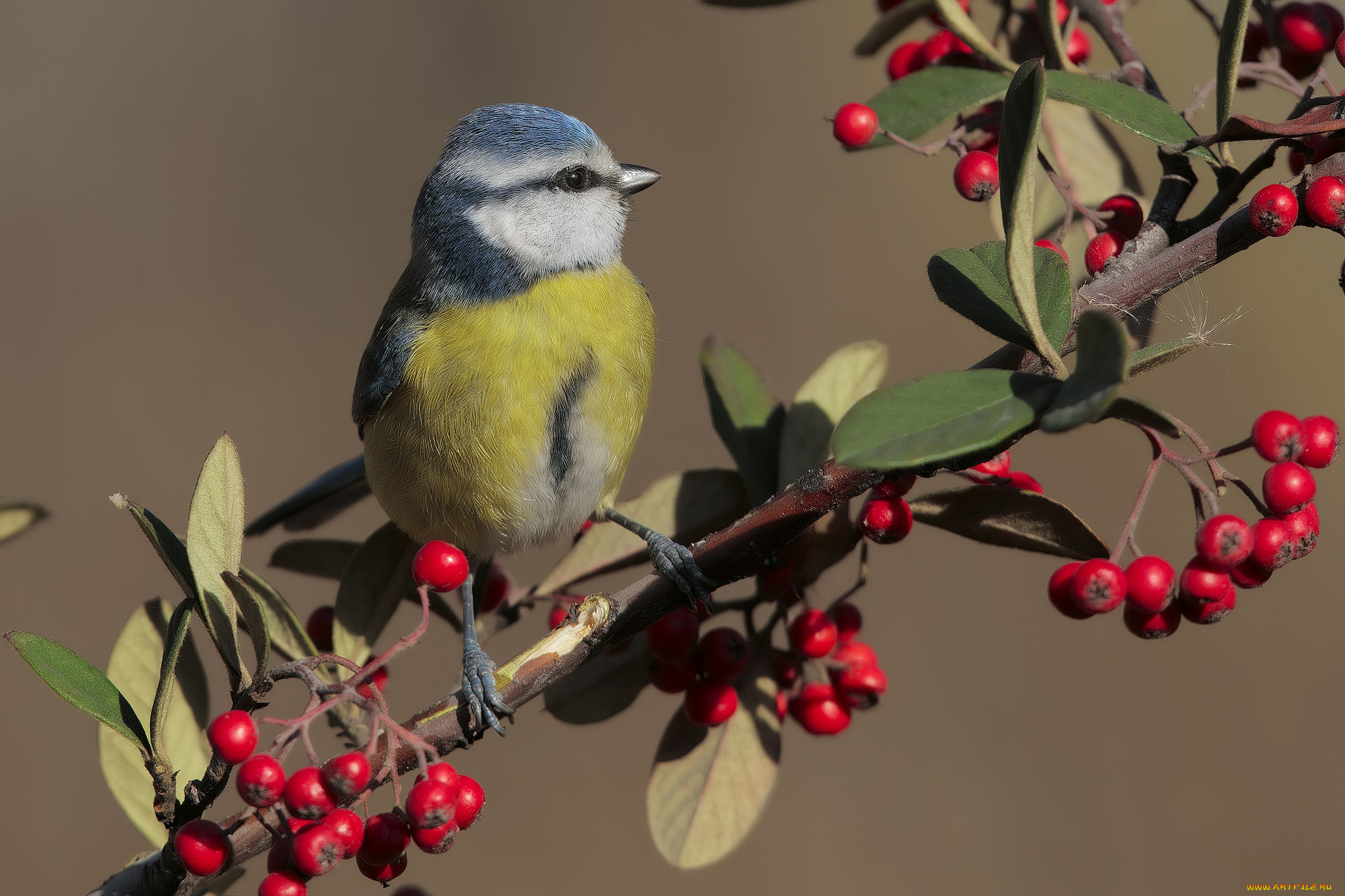 животные, синицы, , лазоревки, птичка