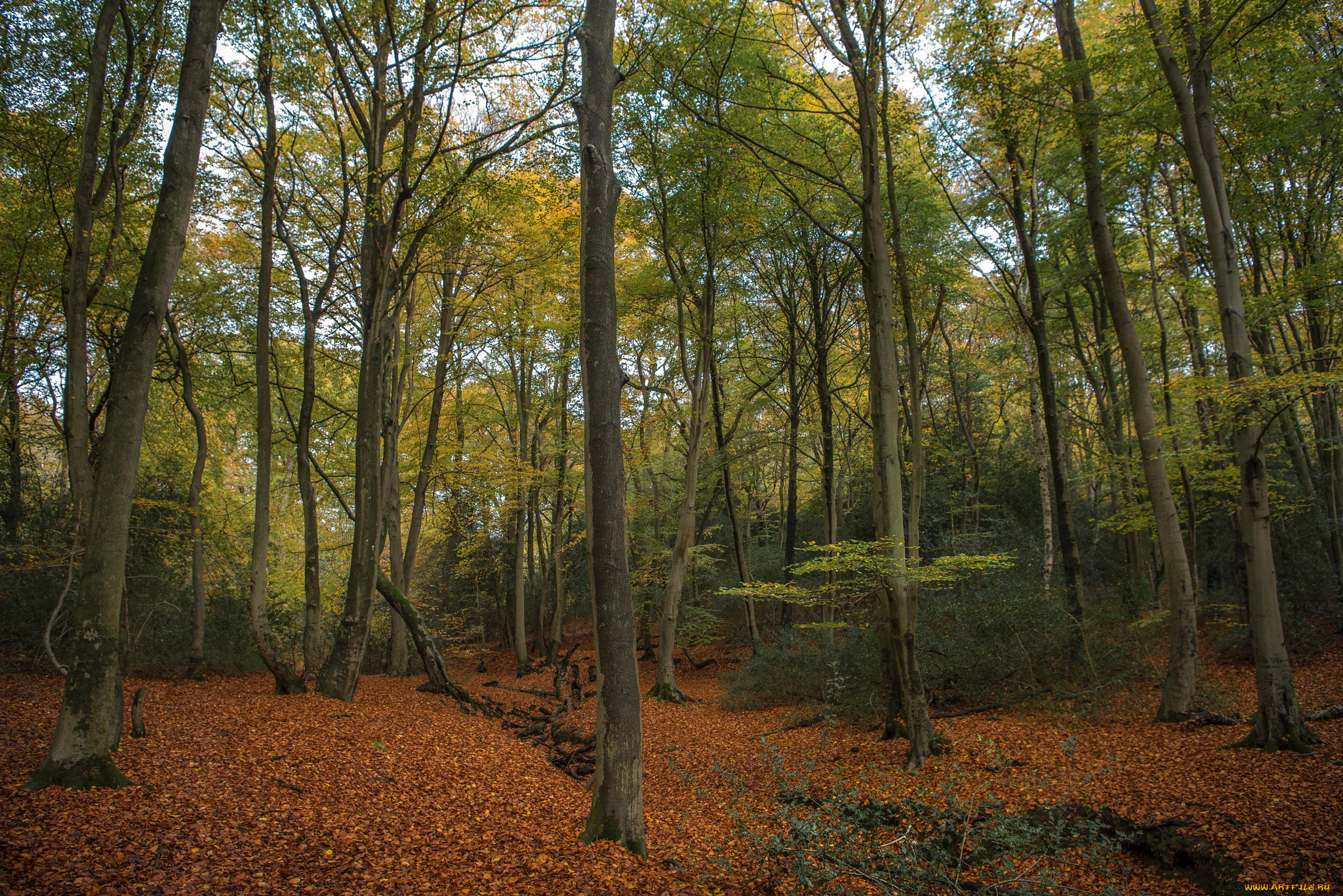 природа, лес, простор