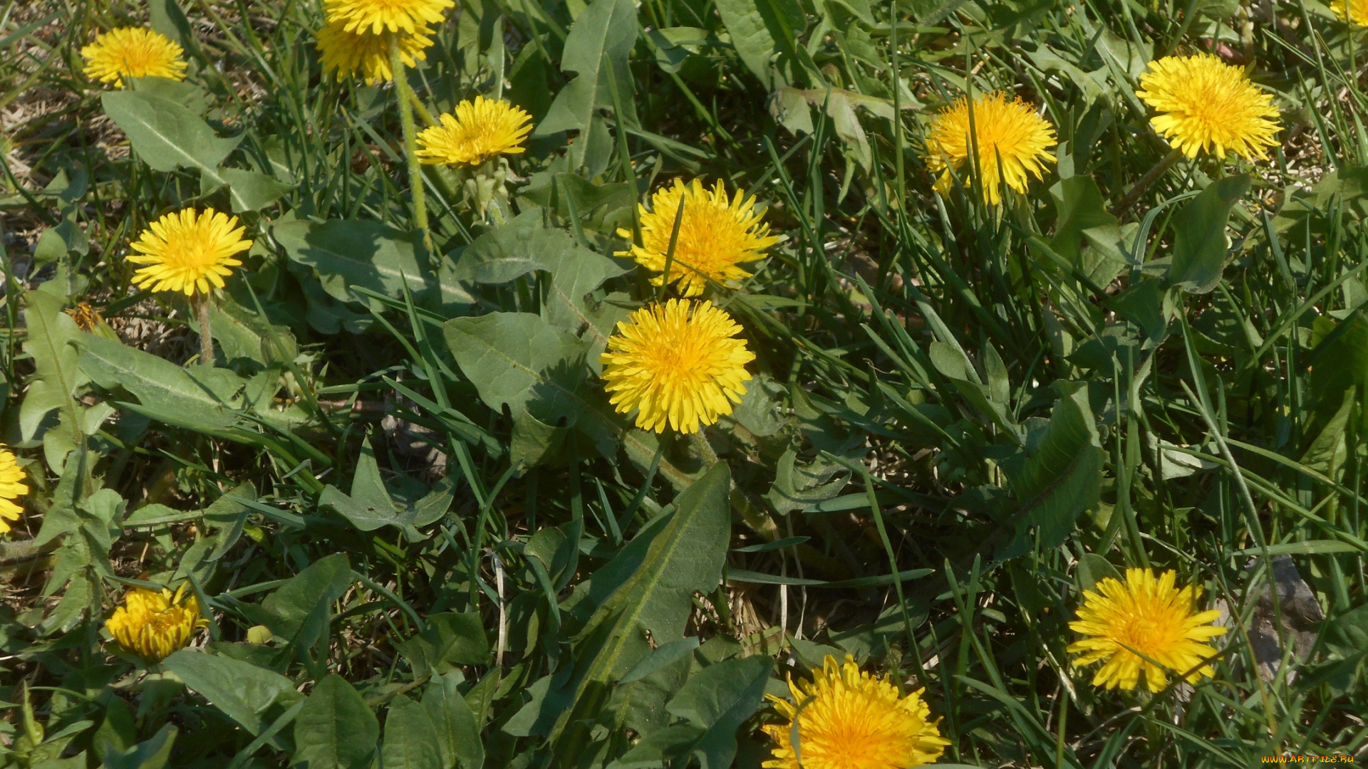 цветы, одуванчики, природа